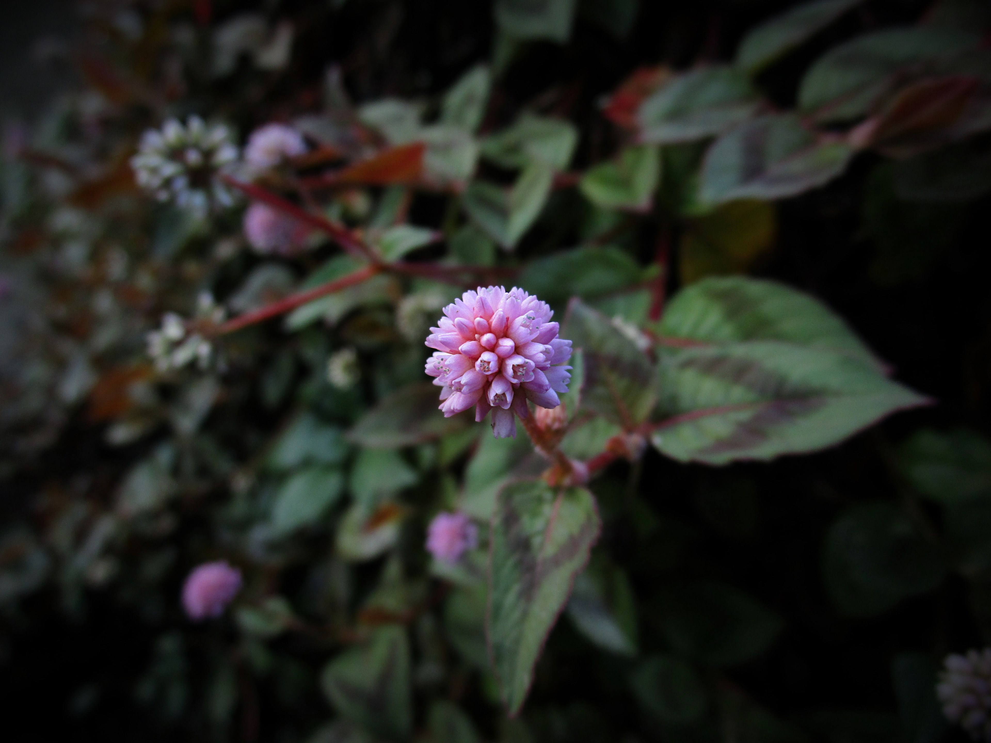 nature petal plant and pink 4k, HD Wallpaper