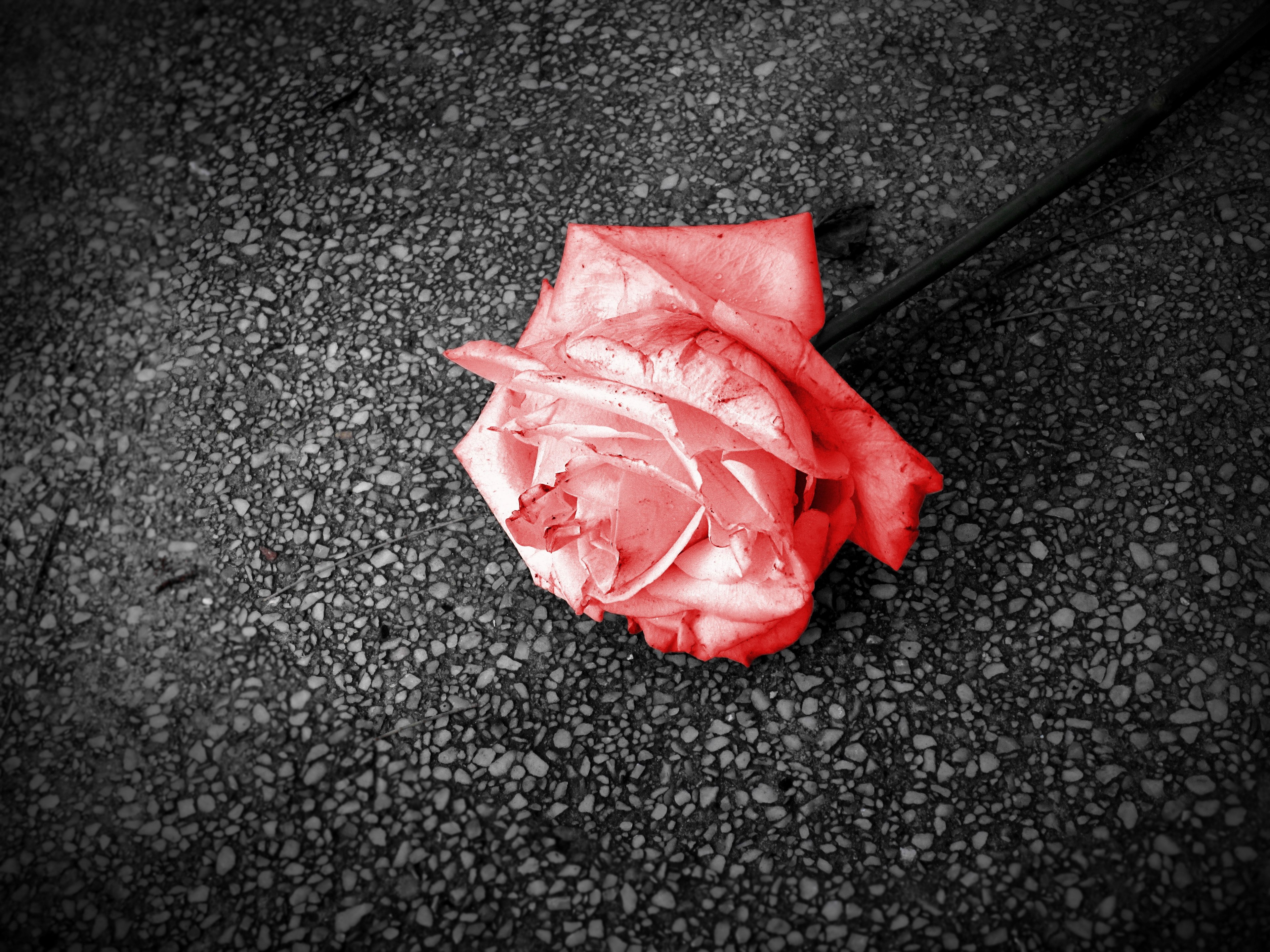 color nature passion and red 4k, HD Wallpaper