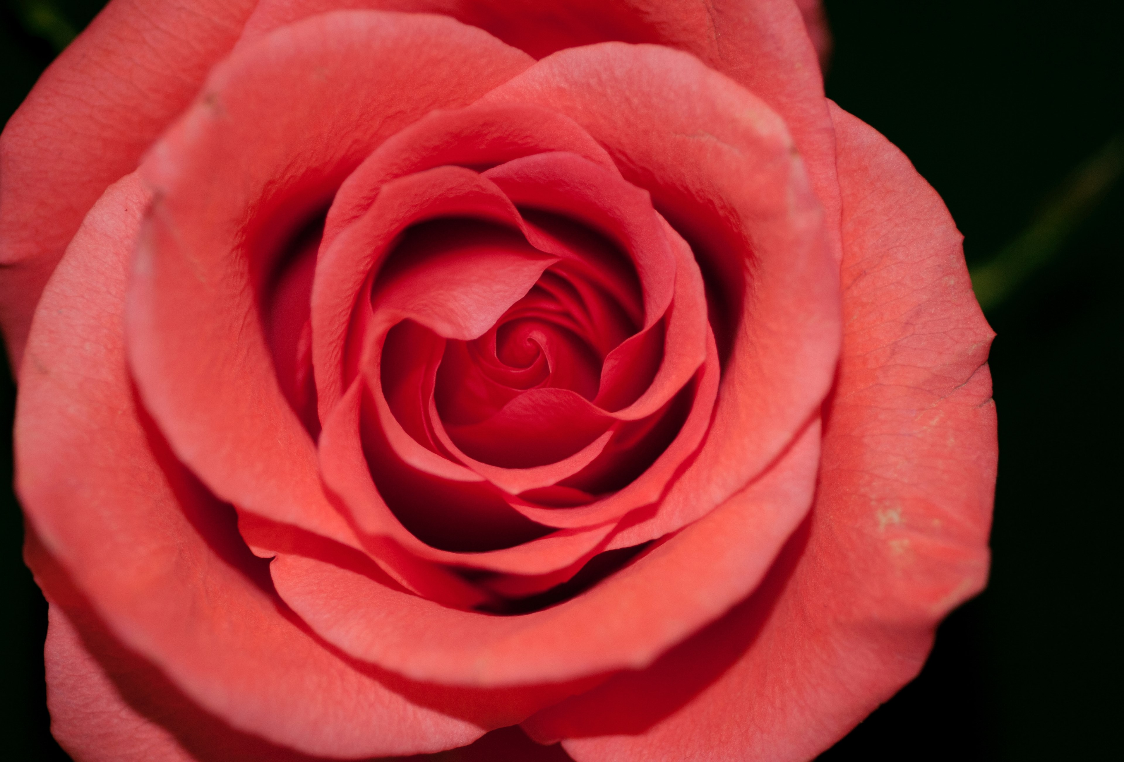 a macro shot of a red rose, red rose in macro 4k, HD Wallpaper