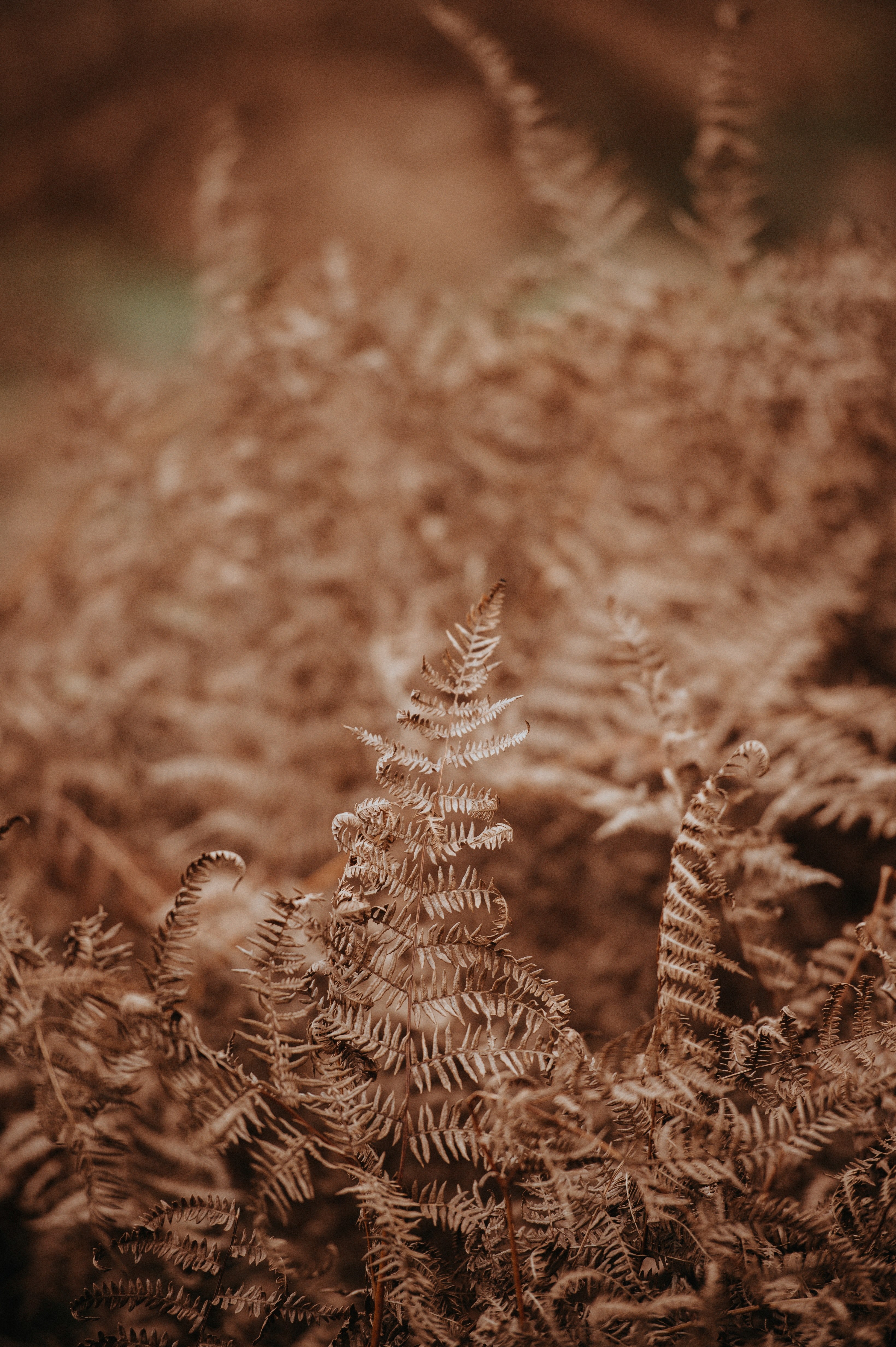 leaf fern fall and autumn hd, 4k, Phone HD Wallpaper