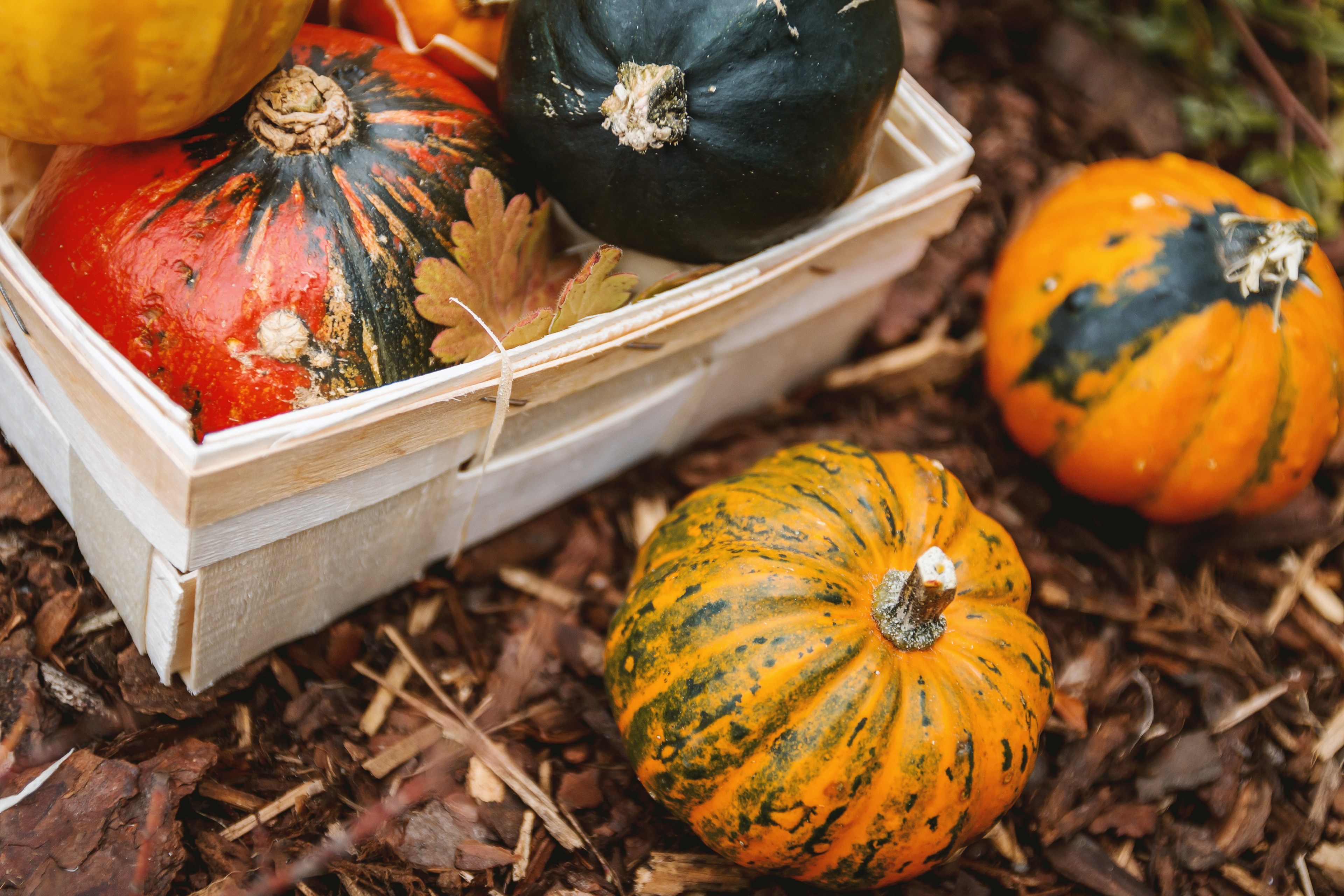 pumpkin gourde squash and basket 4k, HD Wallpaper