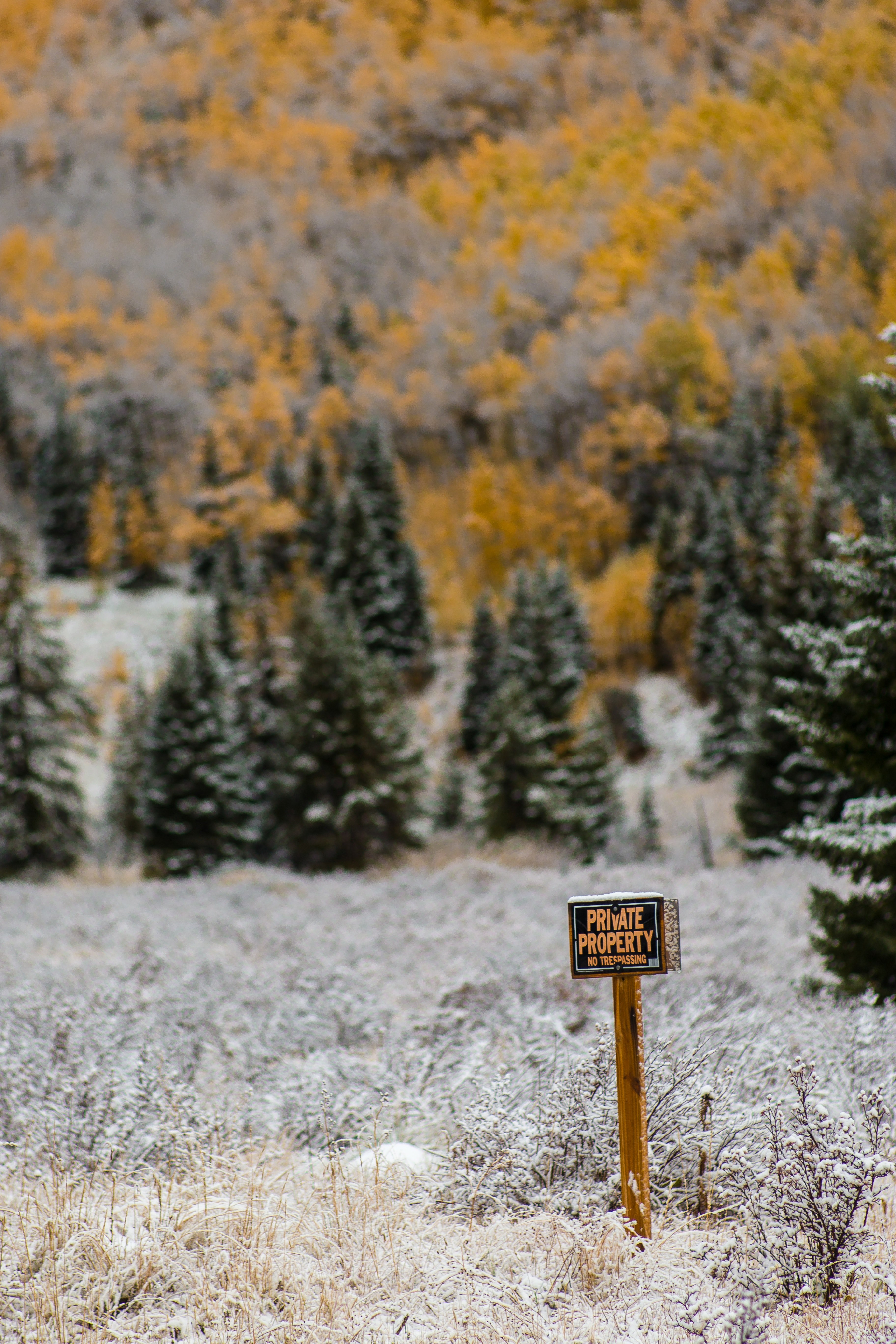 mountain tree pine tree and sign hd, 4k, Phone HD Wallpaper