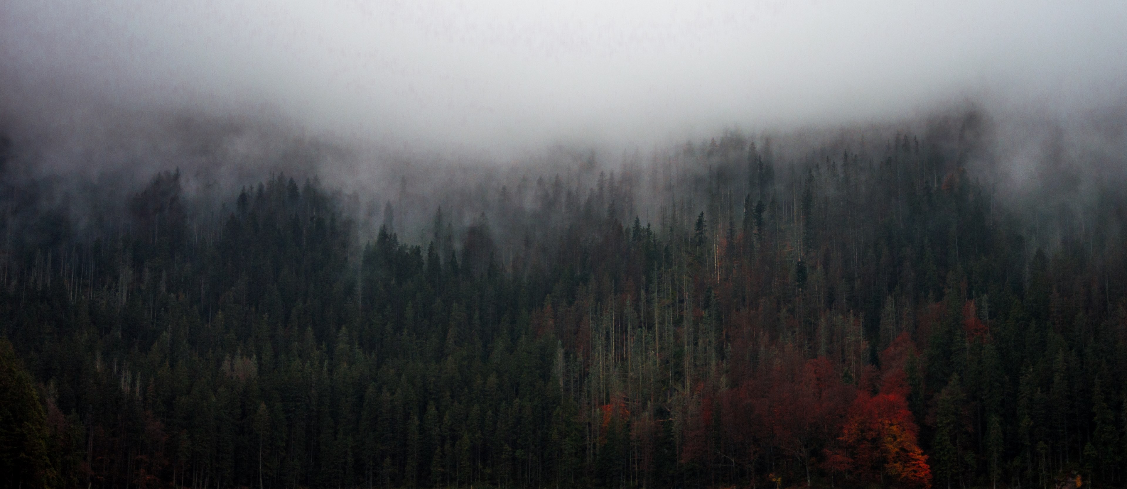 tall trees with dark green and red leaves under a thick mist, mystery can be beautiful 4k, HD Wallpaper