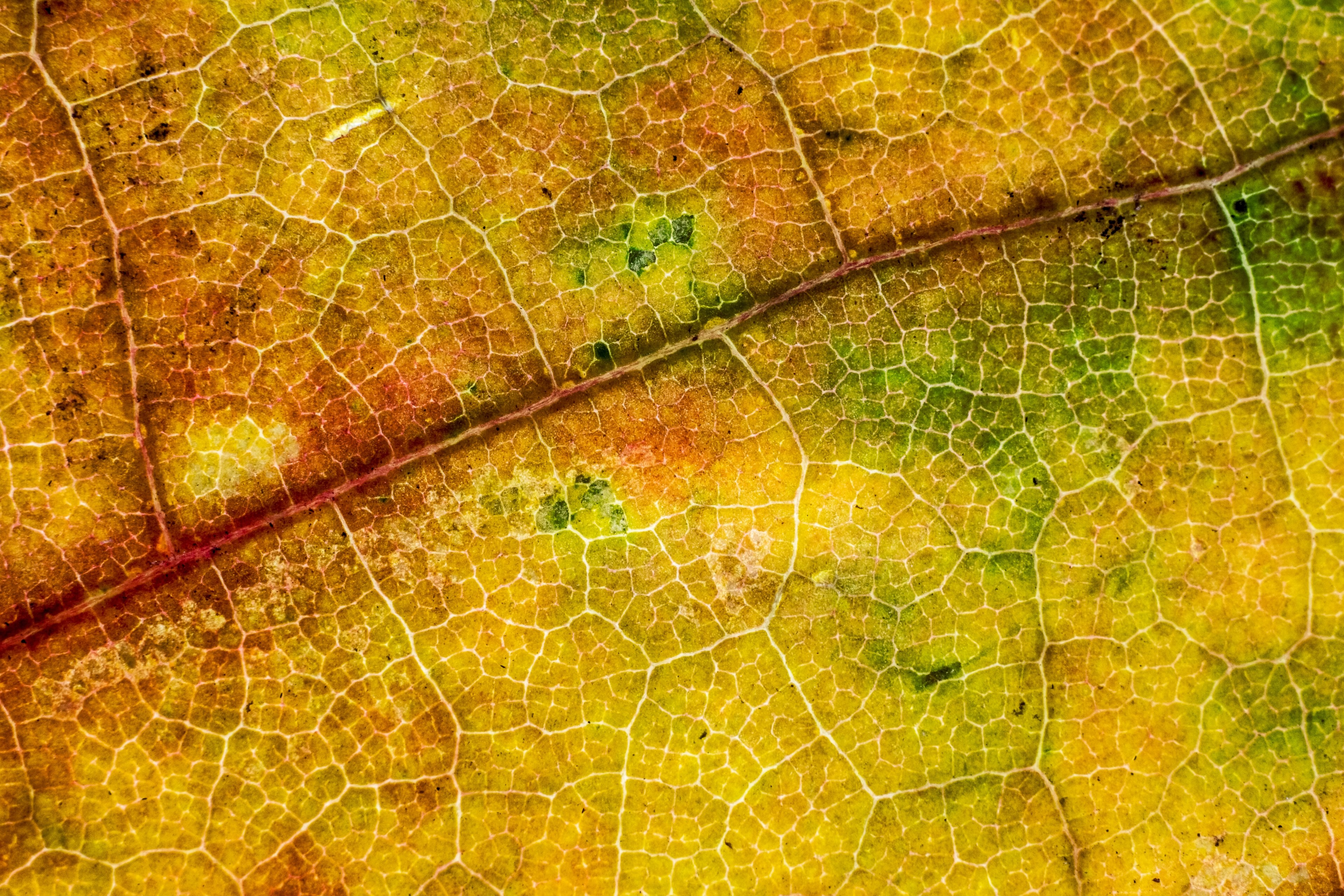 micro texture line nature and yellow texture 4k, HD Wallpaper