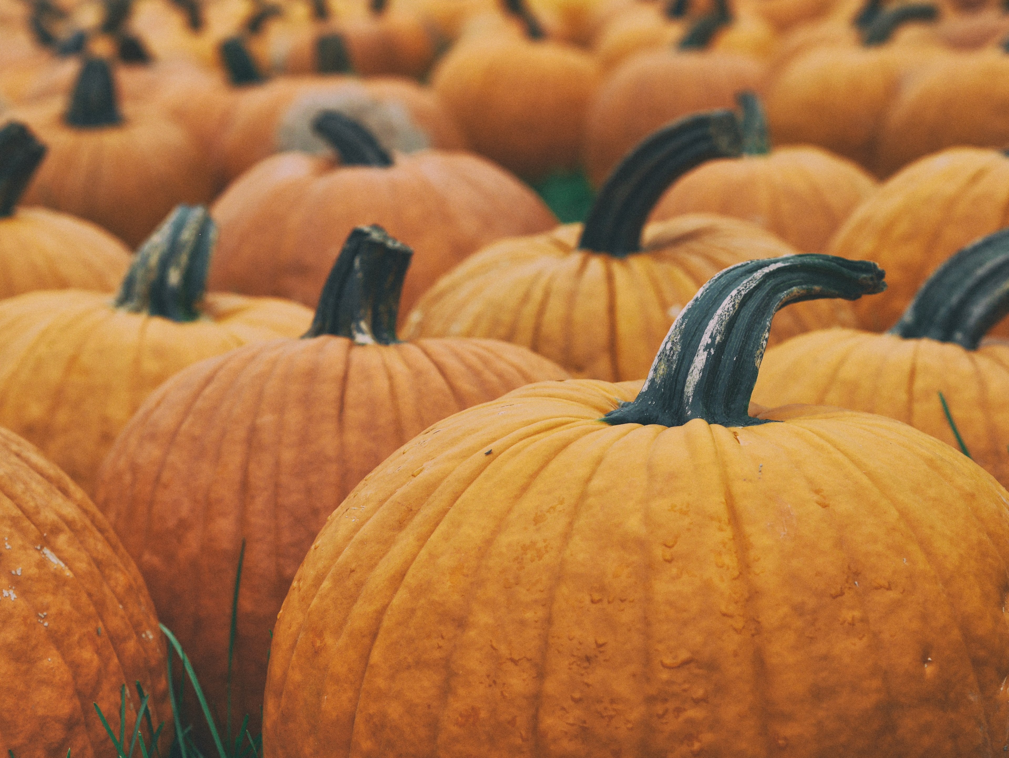 macro shot of a pumpkin patch, _large pumpkins in field 4k, HD Wallpaper