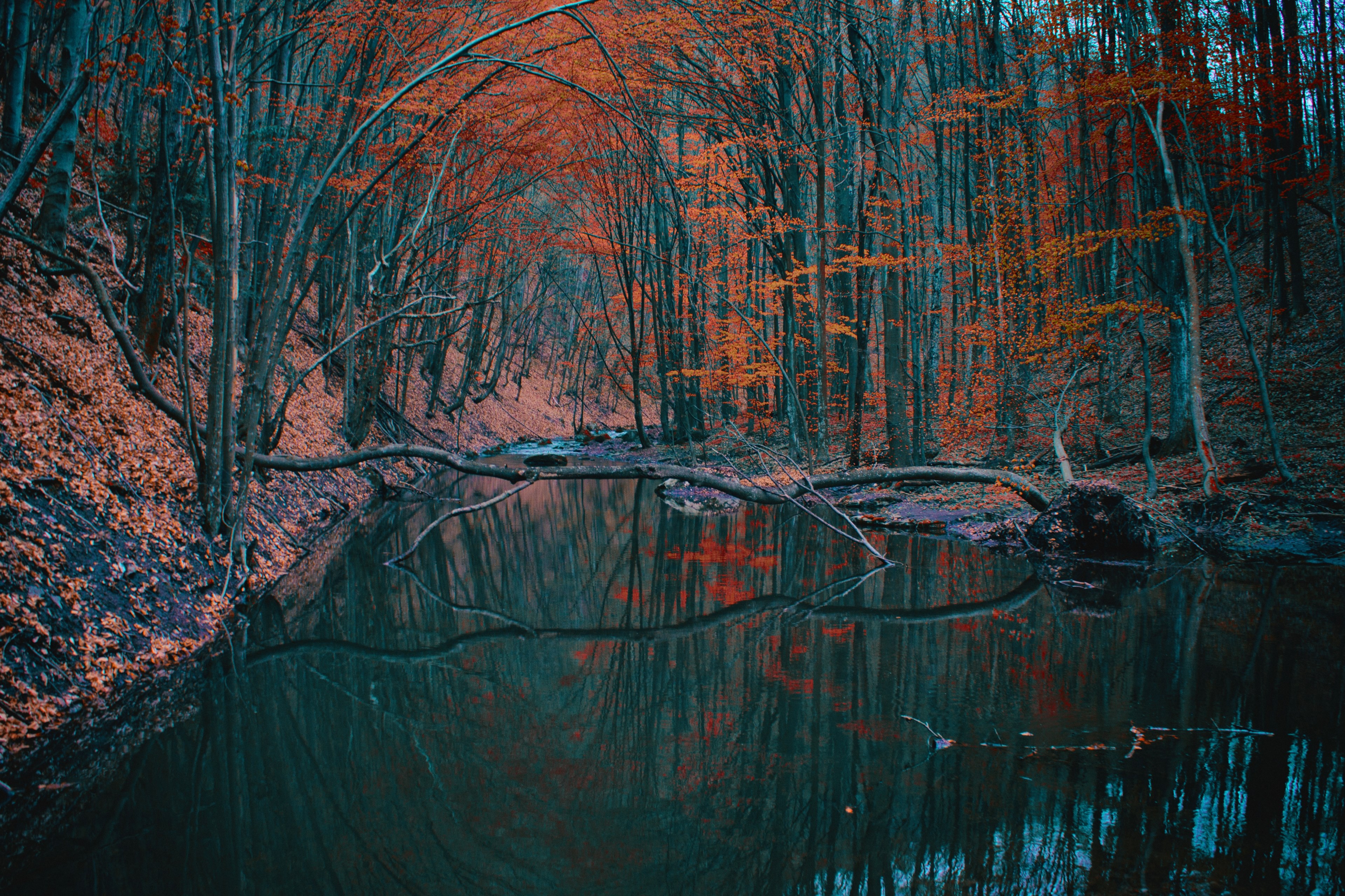 a beautiful scenery with red leaved trees over a dark creek, red leaves over dark water 4k, HD Wallpaper