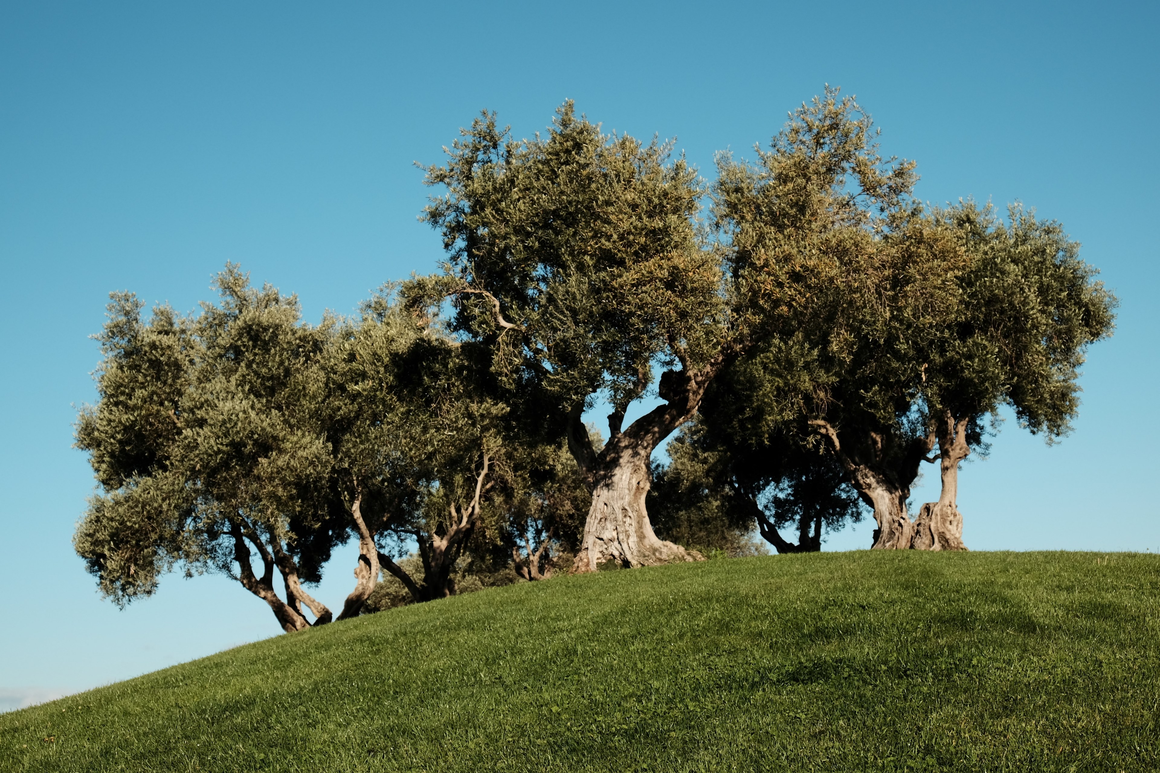 nature grass green hill and hill 4k, HD Wallpaper
