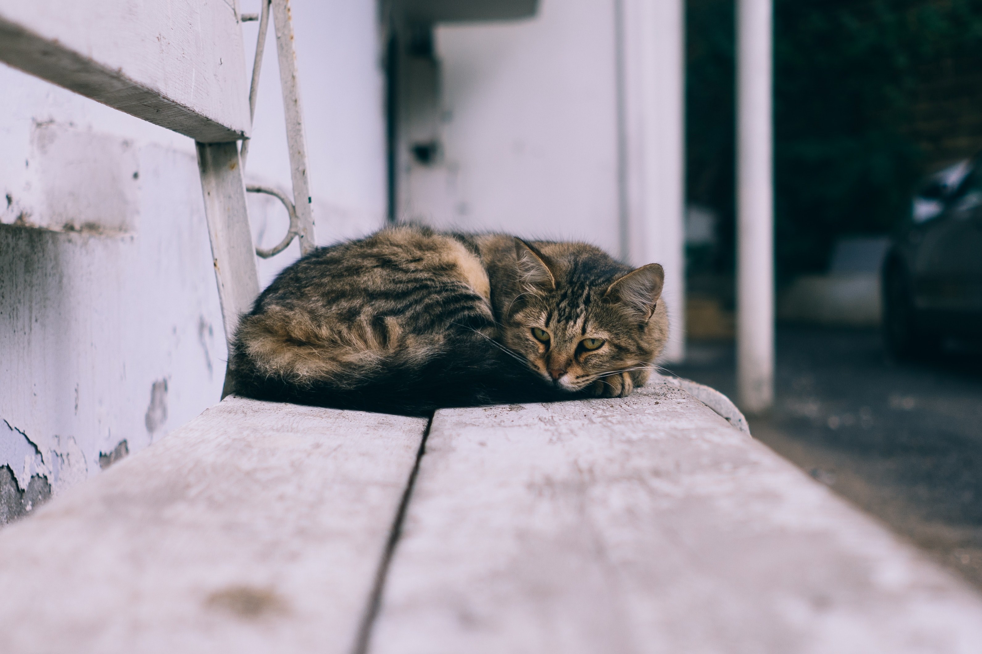 a furry tabby cat curled up on an old bench, tabby resting on a bench 4k, HD Wallpaper