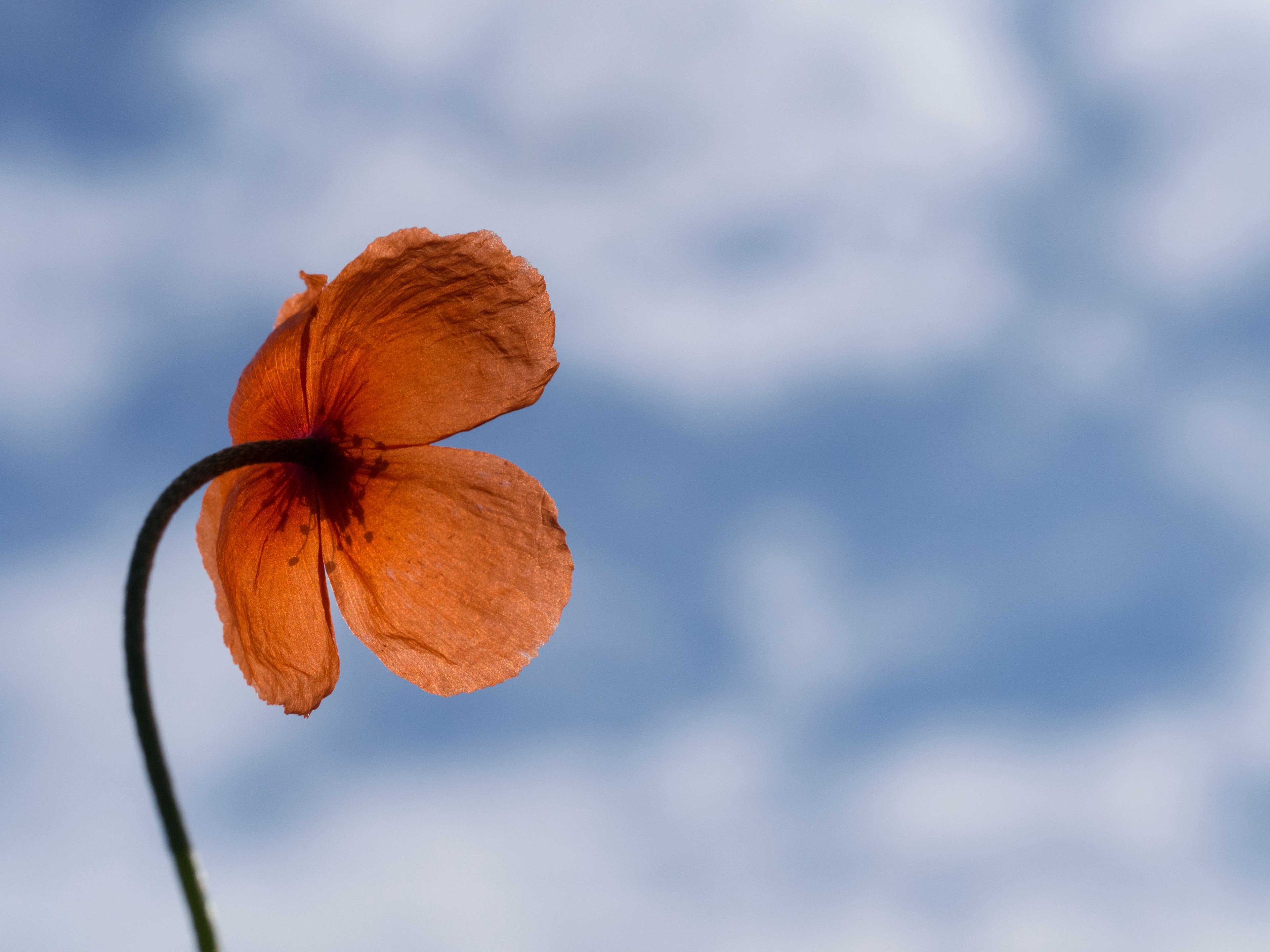 a poppy flower against a blue sky, poppy flower 4k, HD Wallpaper