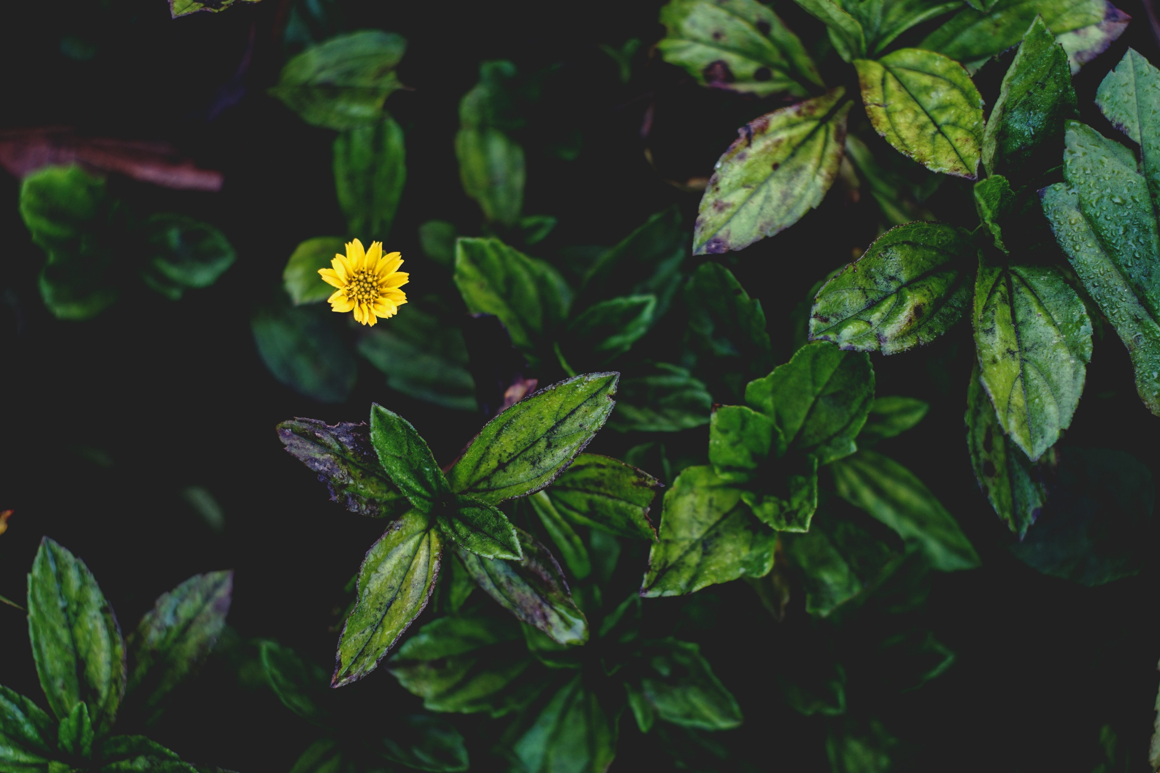 an overhead shot of a grouping of plants with wet green leaves and a single yellow flower, yellow flower between wet leaves 4k, HD Wallpaper