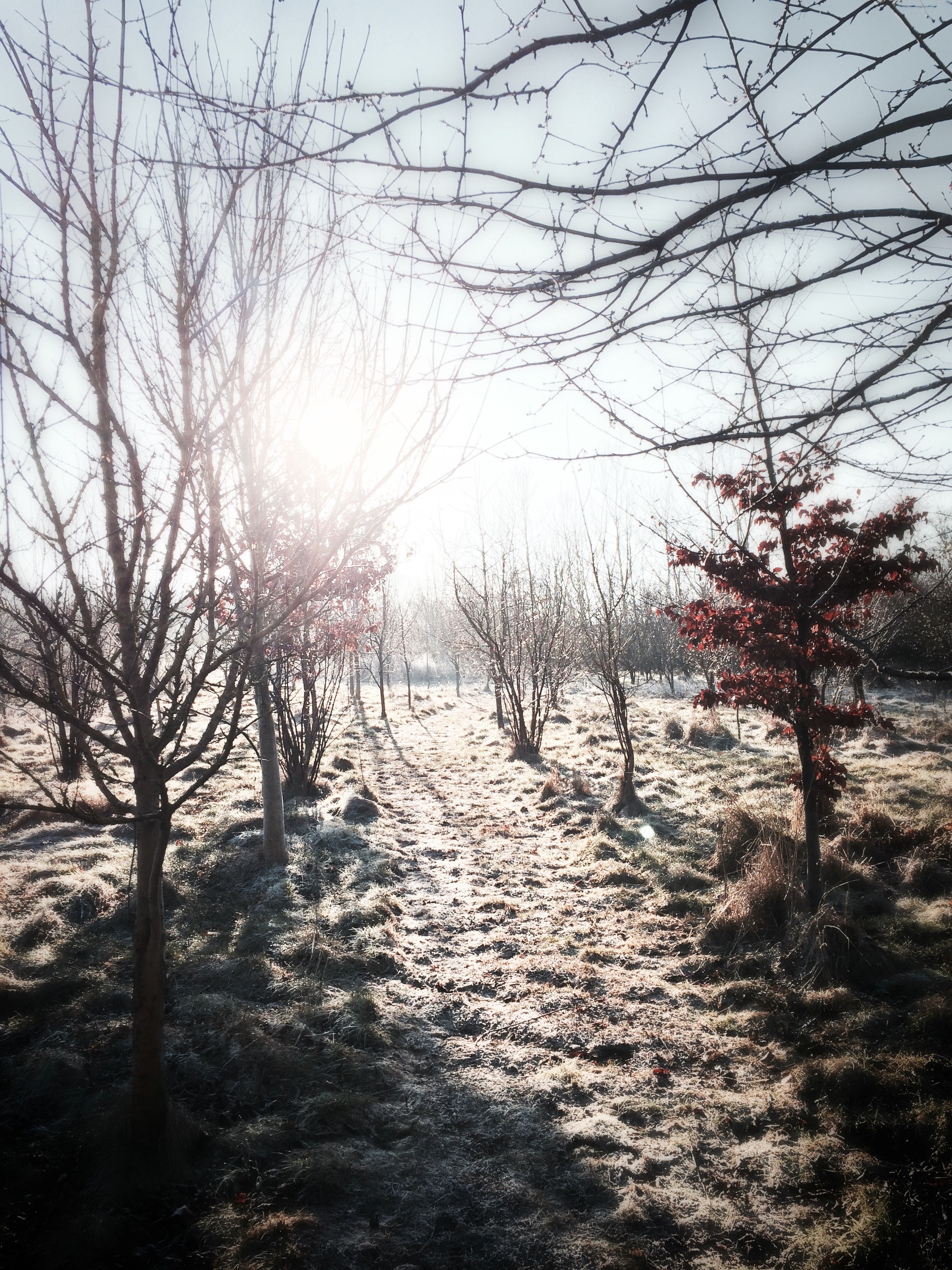 an orchard path with grass and branches covered in frost, frozen orchard path 4k, Phone HD Wallpaper