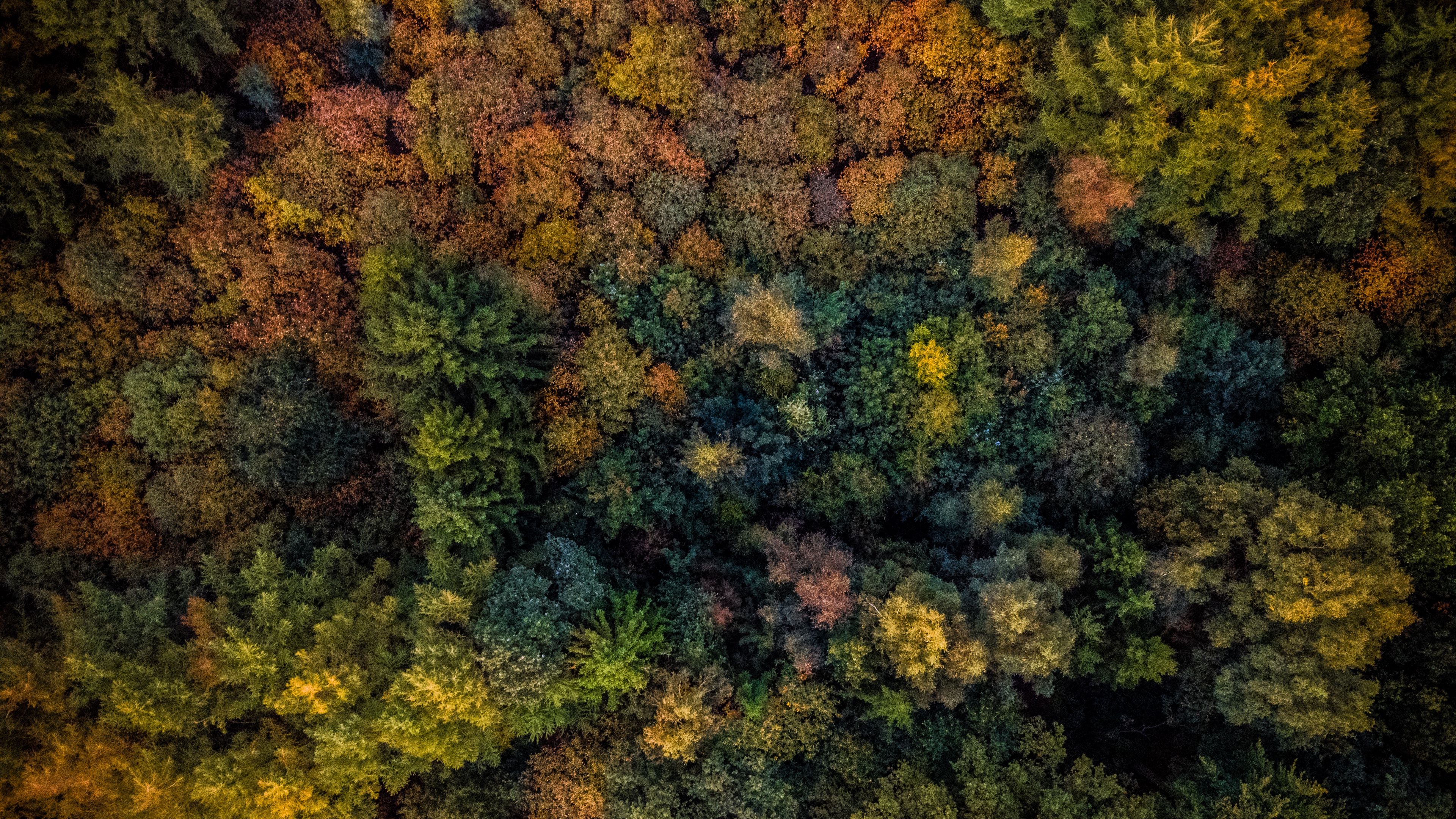 trees, view from above, autumn, 4k, HD Wallpaper