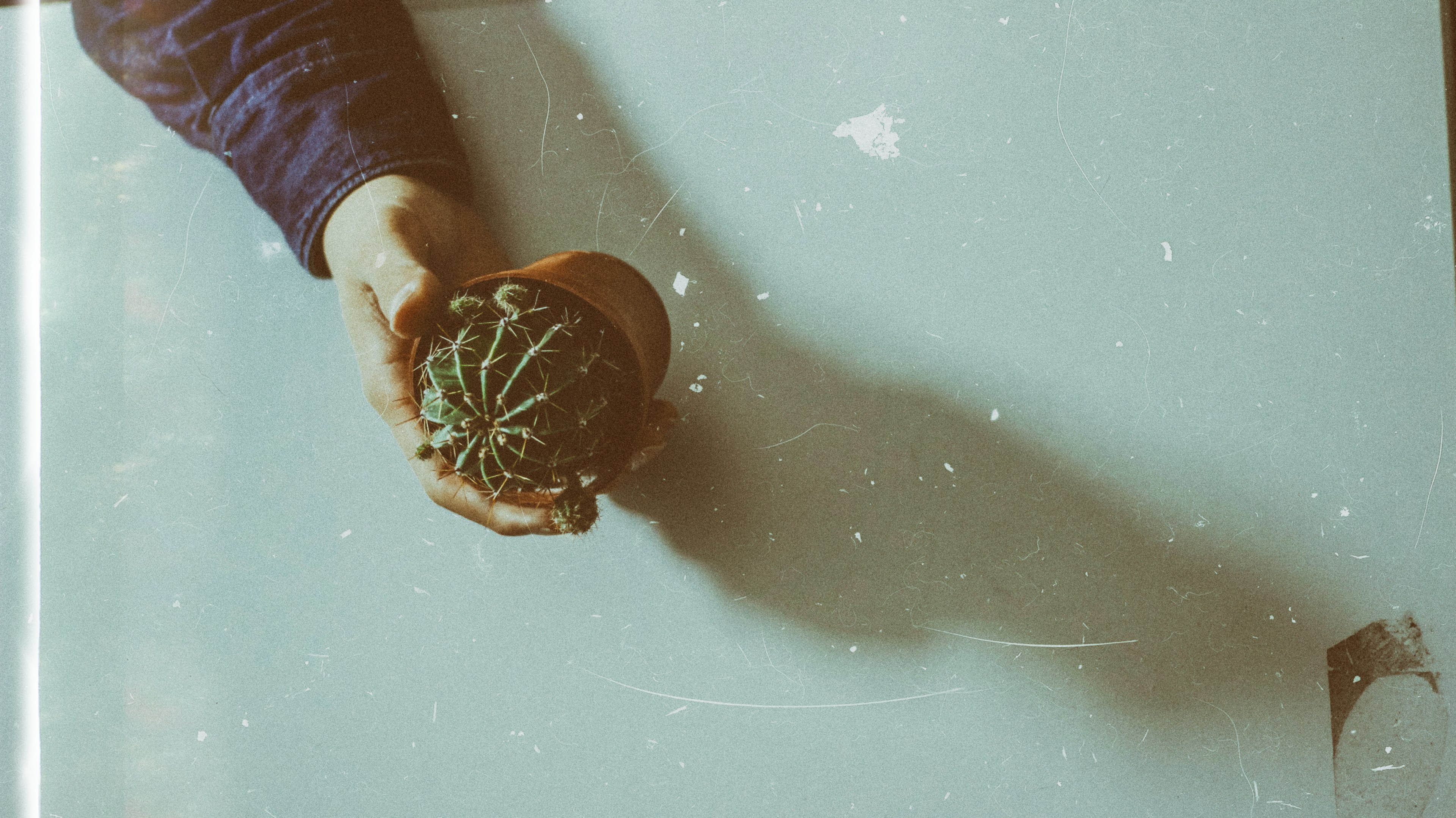 cactus hand cactu and human hand 4k, HD Wallpaper