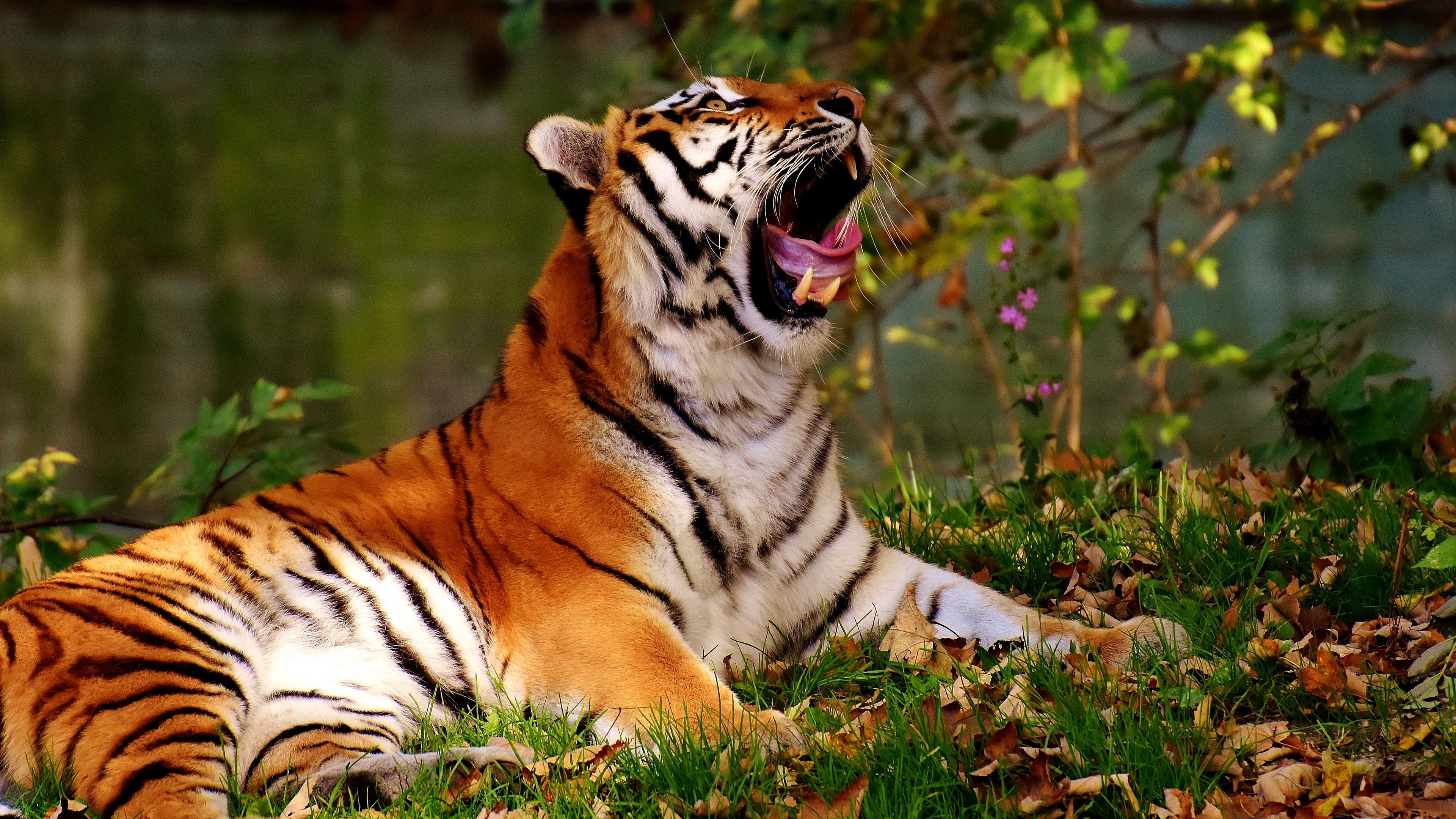 tiger, yawns, predator, big cat, 4k, HD Wallpaper
