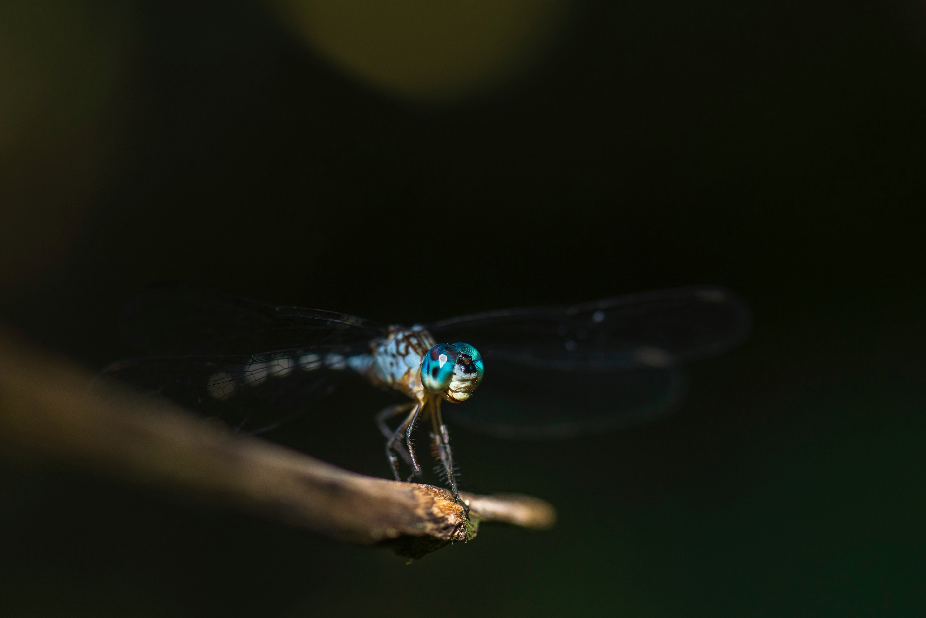 a macro shot of a light blue dragonfly sitting on a stick in paramaribo, blue dragonfly on a stick 4k, HD Wallpaper
