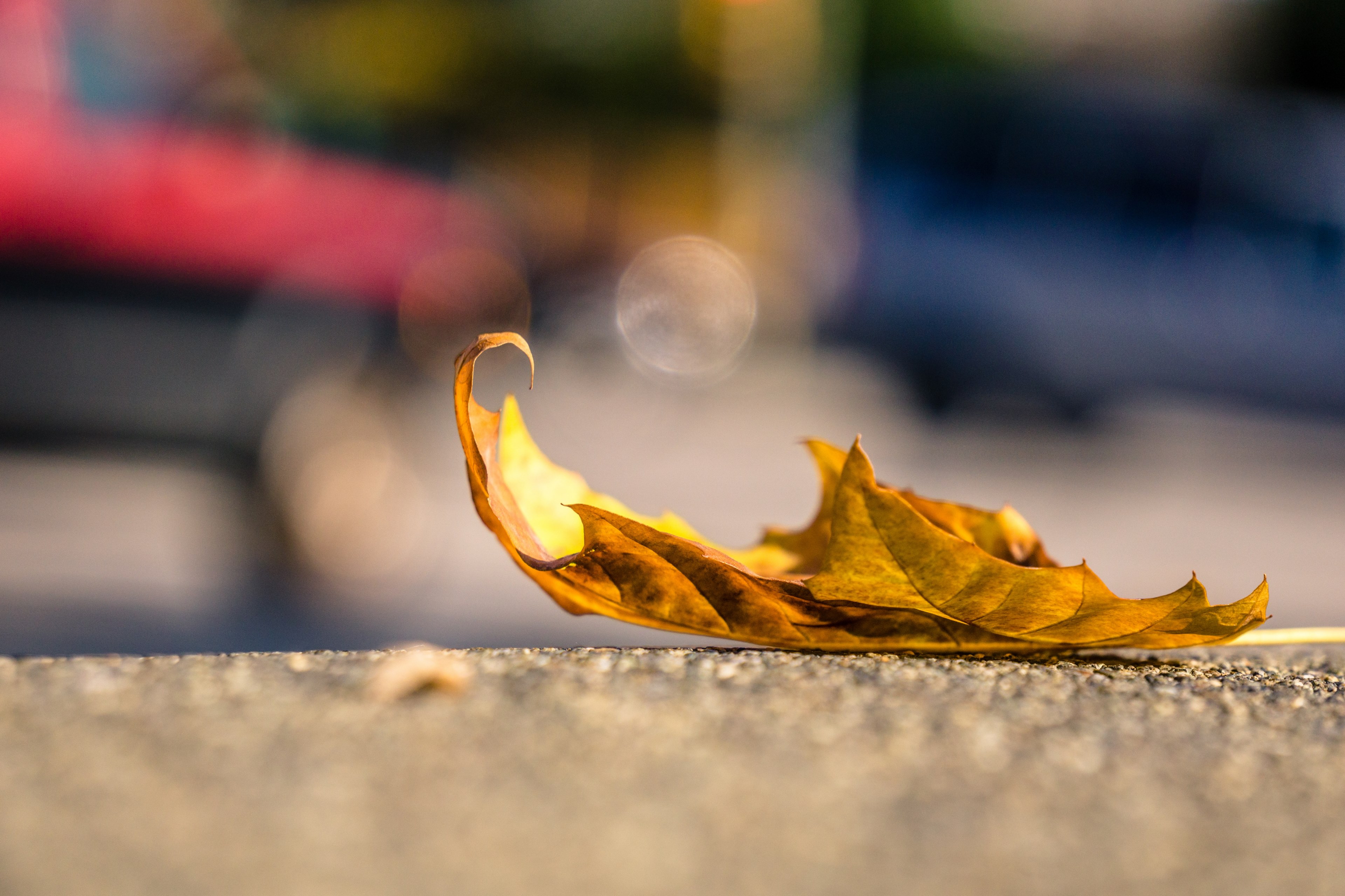 shot from wide aperture of a fallen oak leaf turned yellow in oakridge centre, oak leaf at oakridge centre 4k, HD Wallpaper