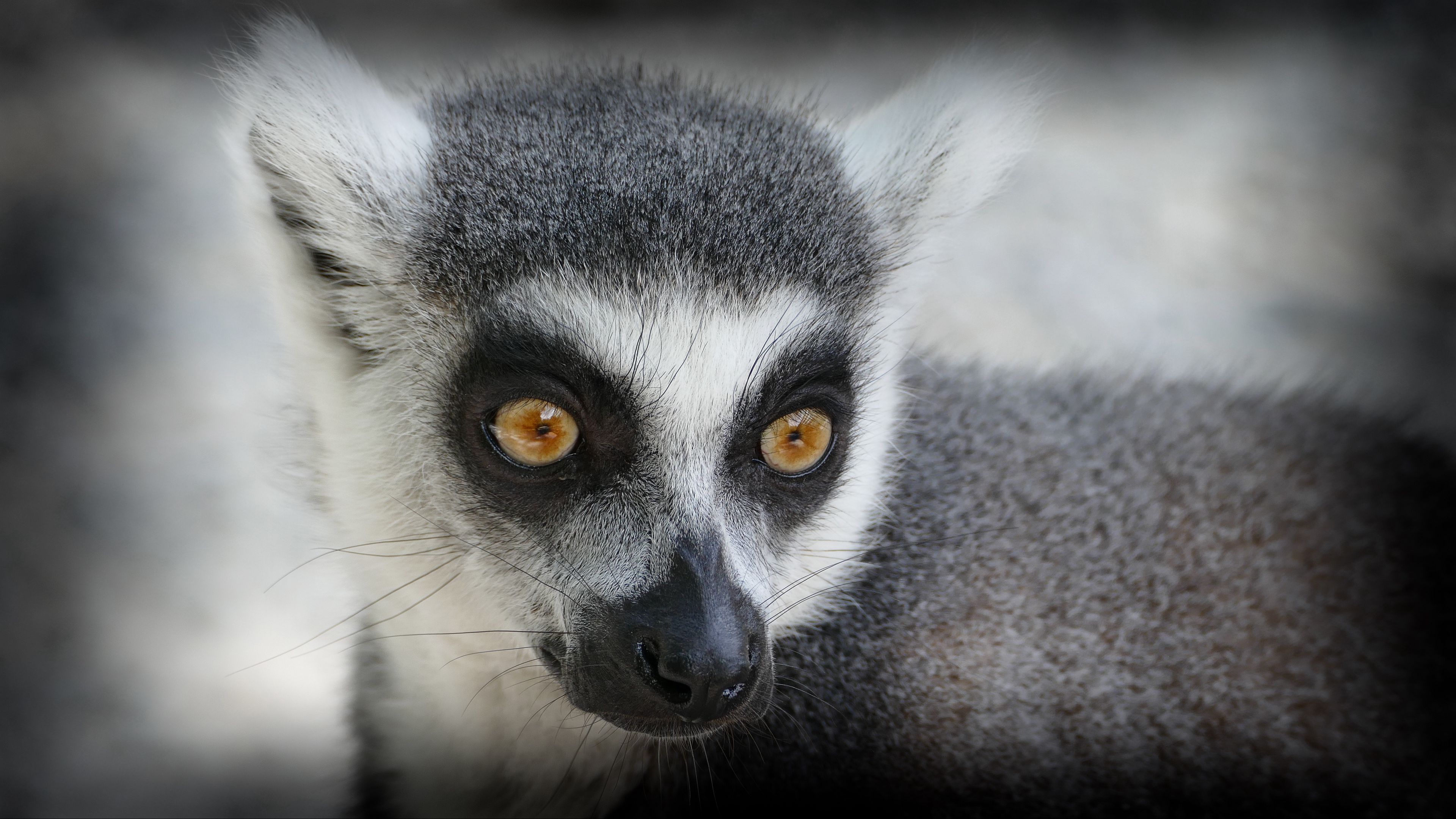 lemur, muzzle, look, 4k, HD Wallpaper