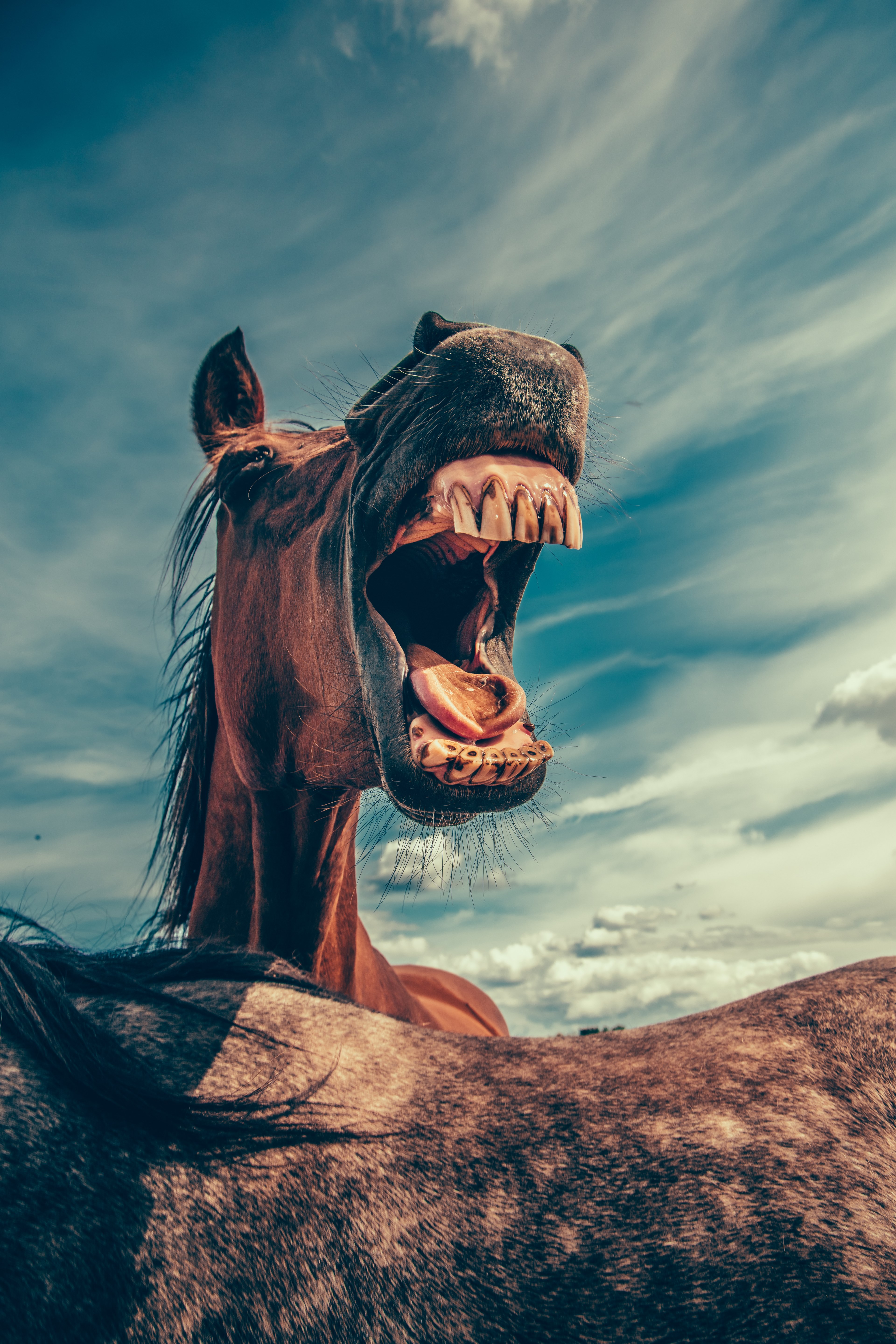 the head of a chestnut with its mouth wide open over the back of another horse, horse baring its teeth 4k, Phone HD Wallpaper