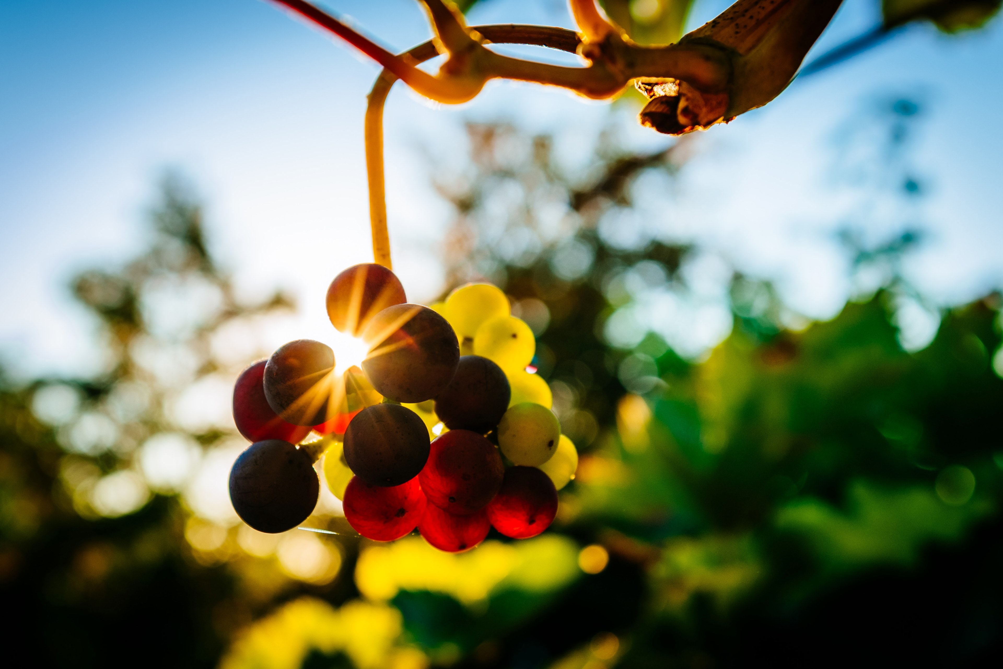 vineyard wine dawn and sun 4k, HD Wallpaper