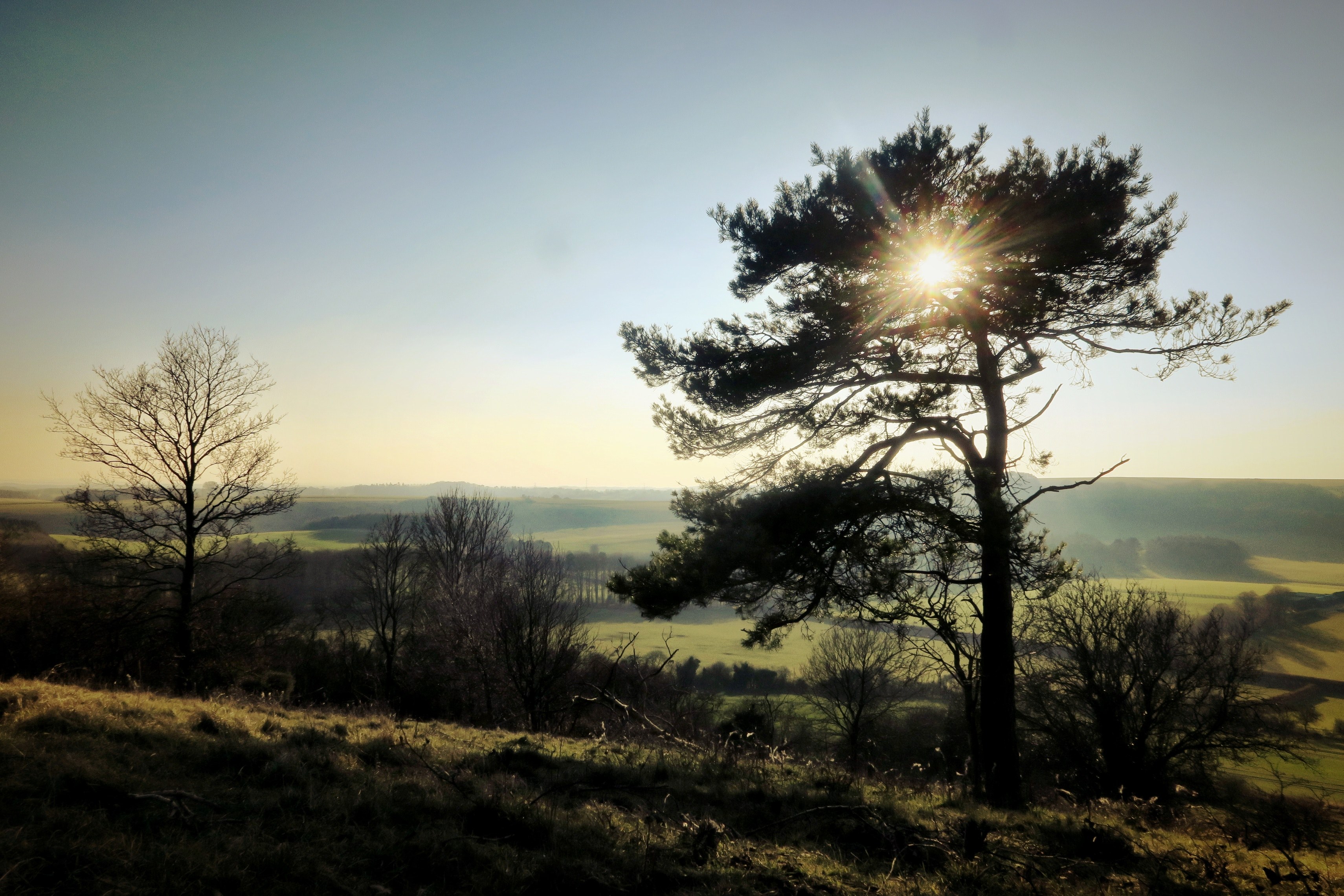 tree silhouette sunlight and light 4k, HD Wallpaper