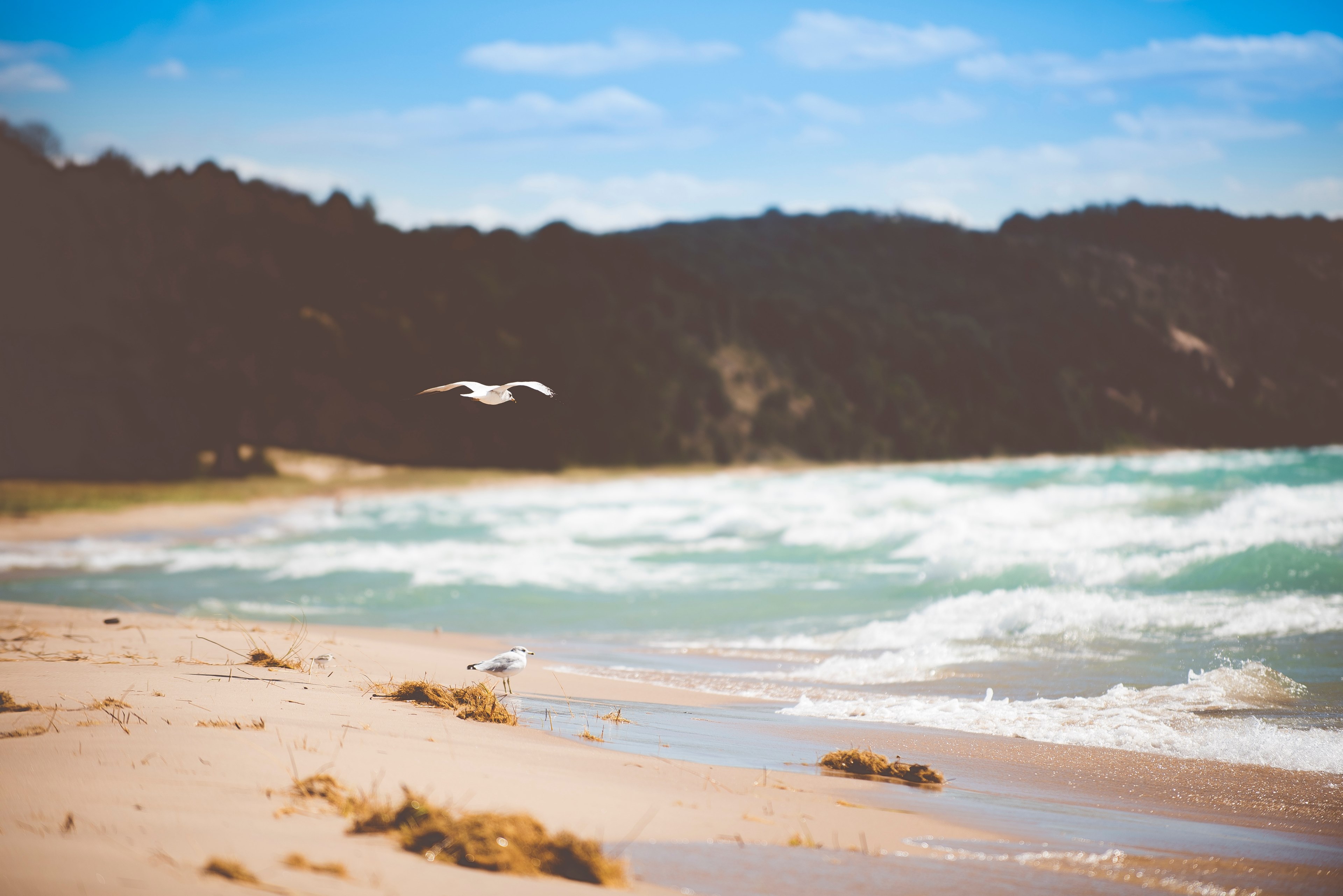 beach seagull wafe and water 4k, HD Wallpaper
