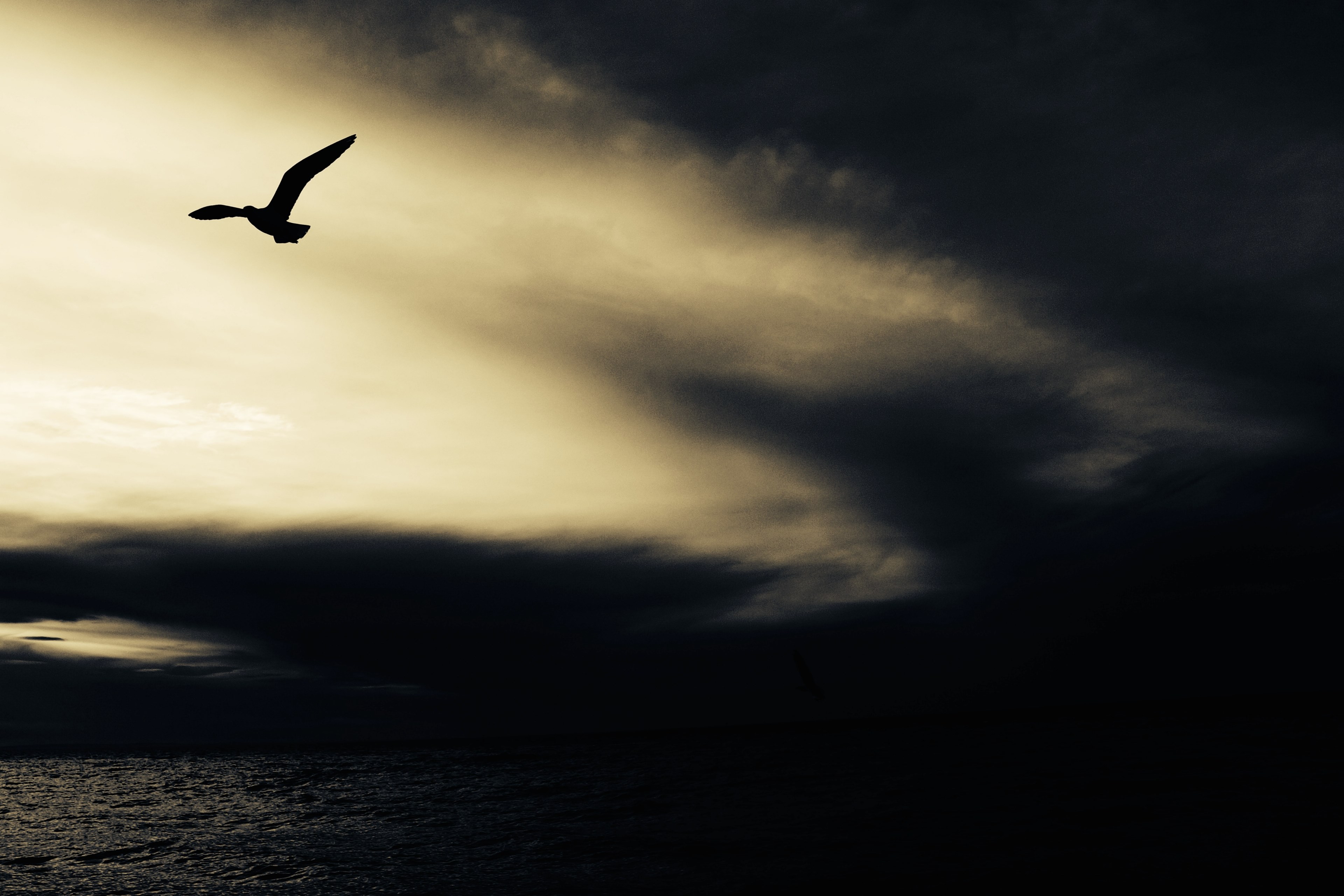 a silhouette of a bird in flight against a patch of light in the evening sky, bird in flight over sea 4k, HD Wallpaper