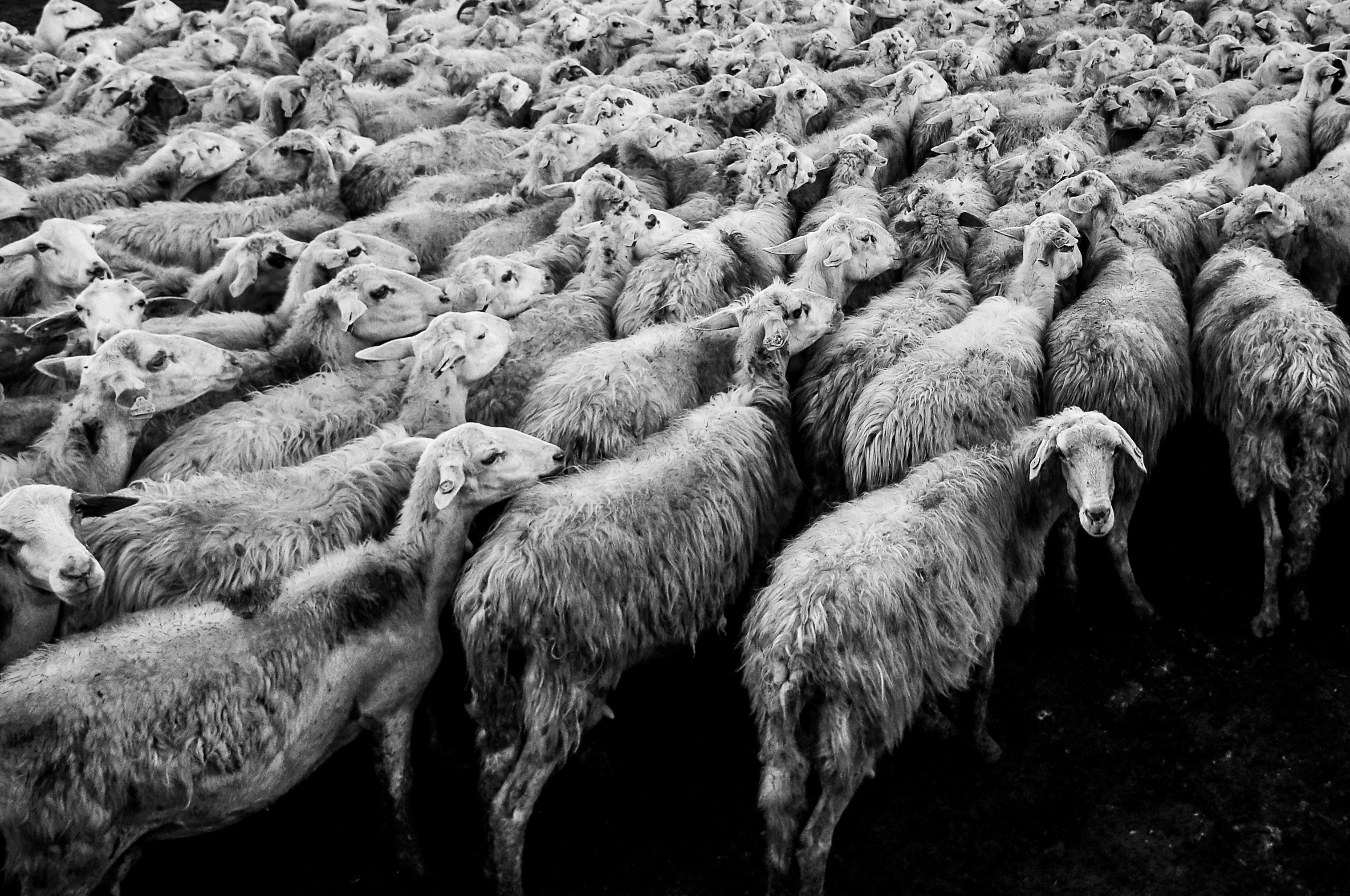 big flock of woolly sheep headed towards one direction together, borgo lupo il villaggio abbandonato 4k, HD Wallpaper
