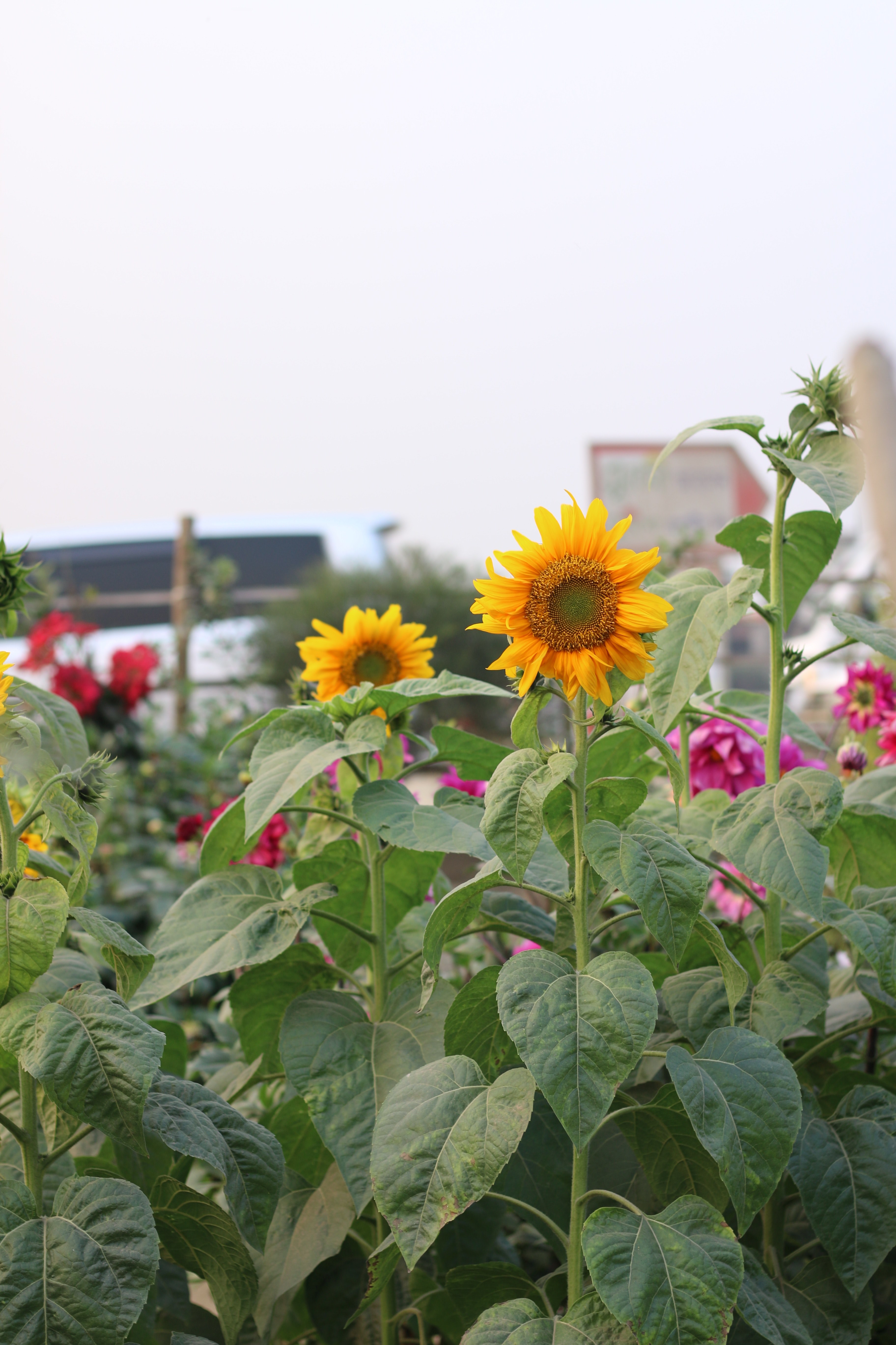 sunflowers in a garden full of flowers, garden sunflowers 4k, Phone HD Wallpaper