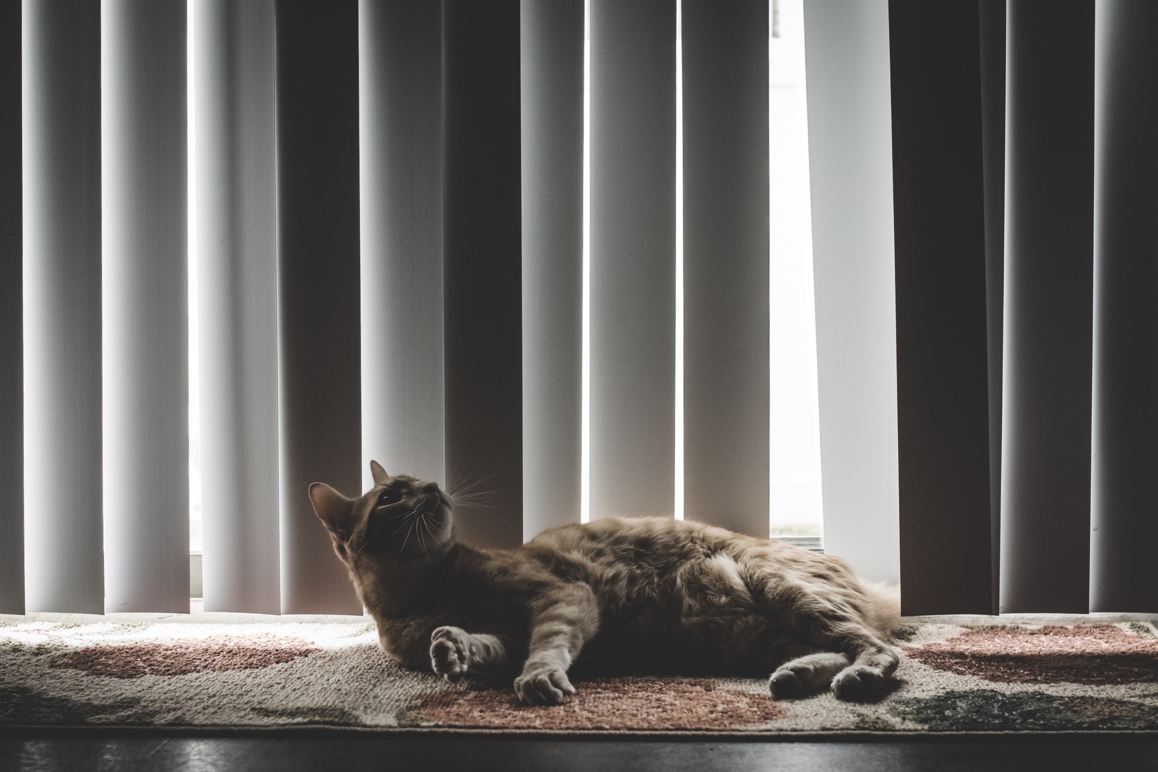 cat feline tabby and window 4k, HD Wallpaper