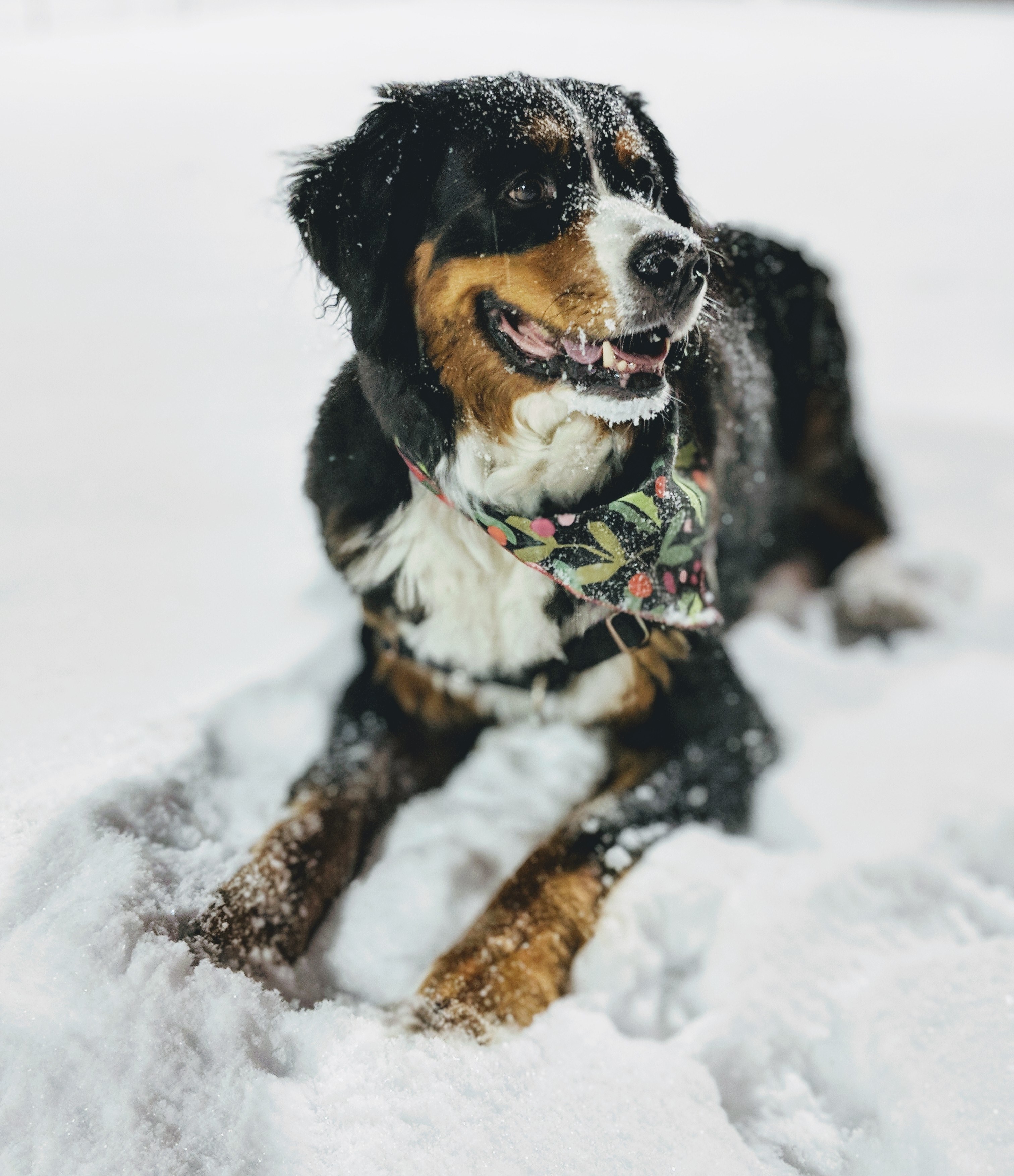 ursula enjoying the fresh snow in nyc 4k, Phone HD Wallpaper