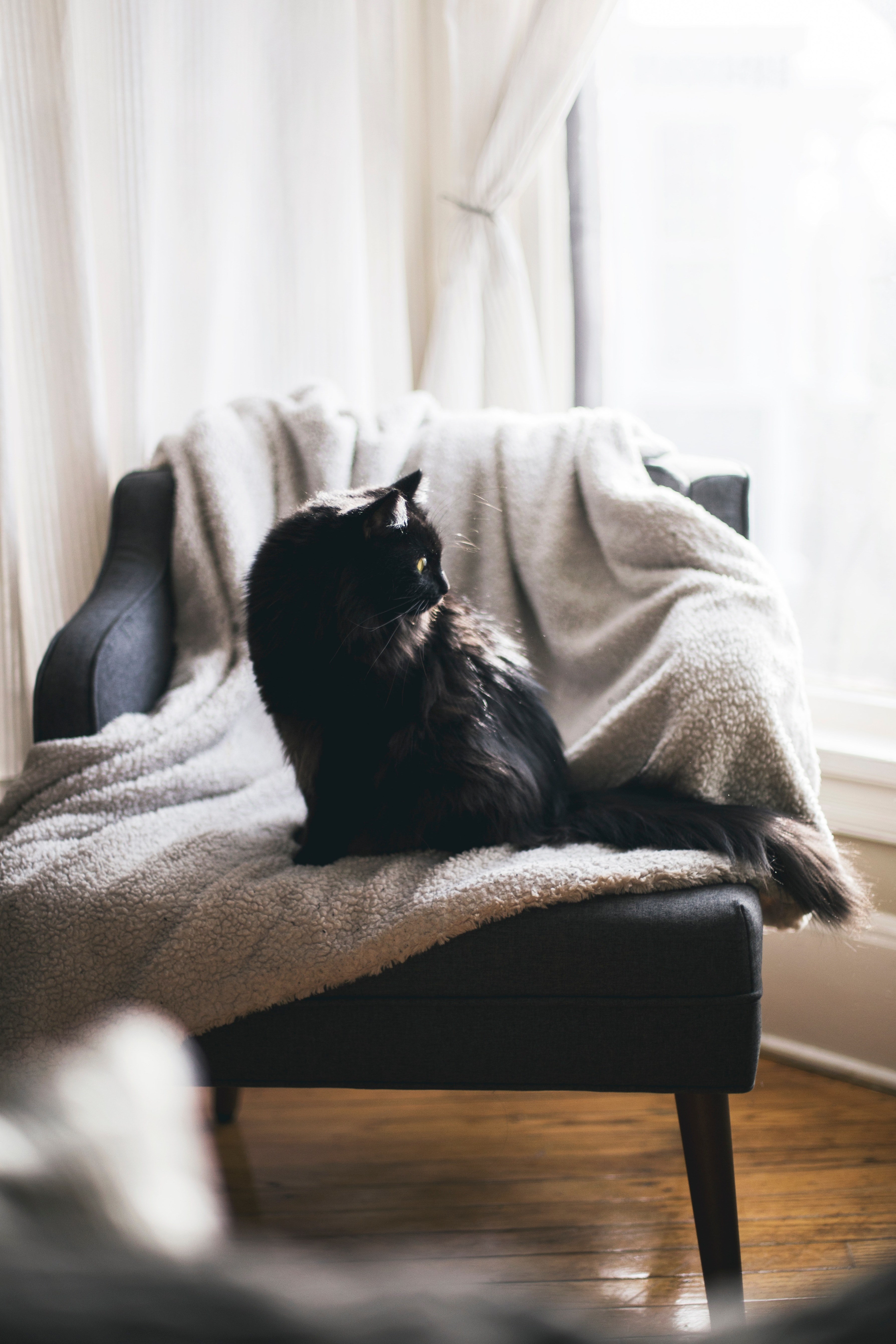 the cats chair 4k, Phone HD Wallpaper