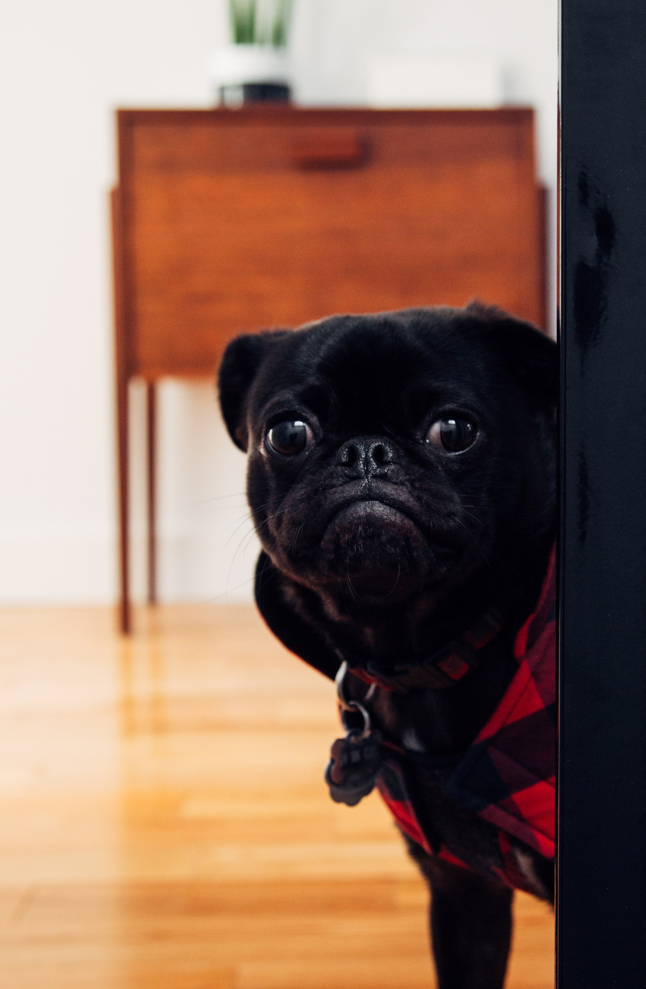 black pug going for a walk 4k, Phone HD Wallpaper