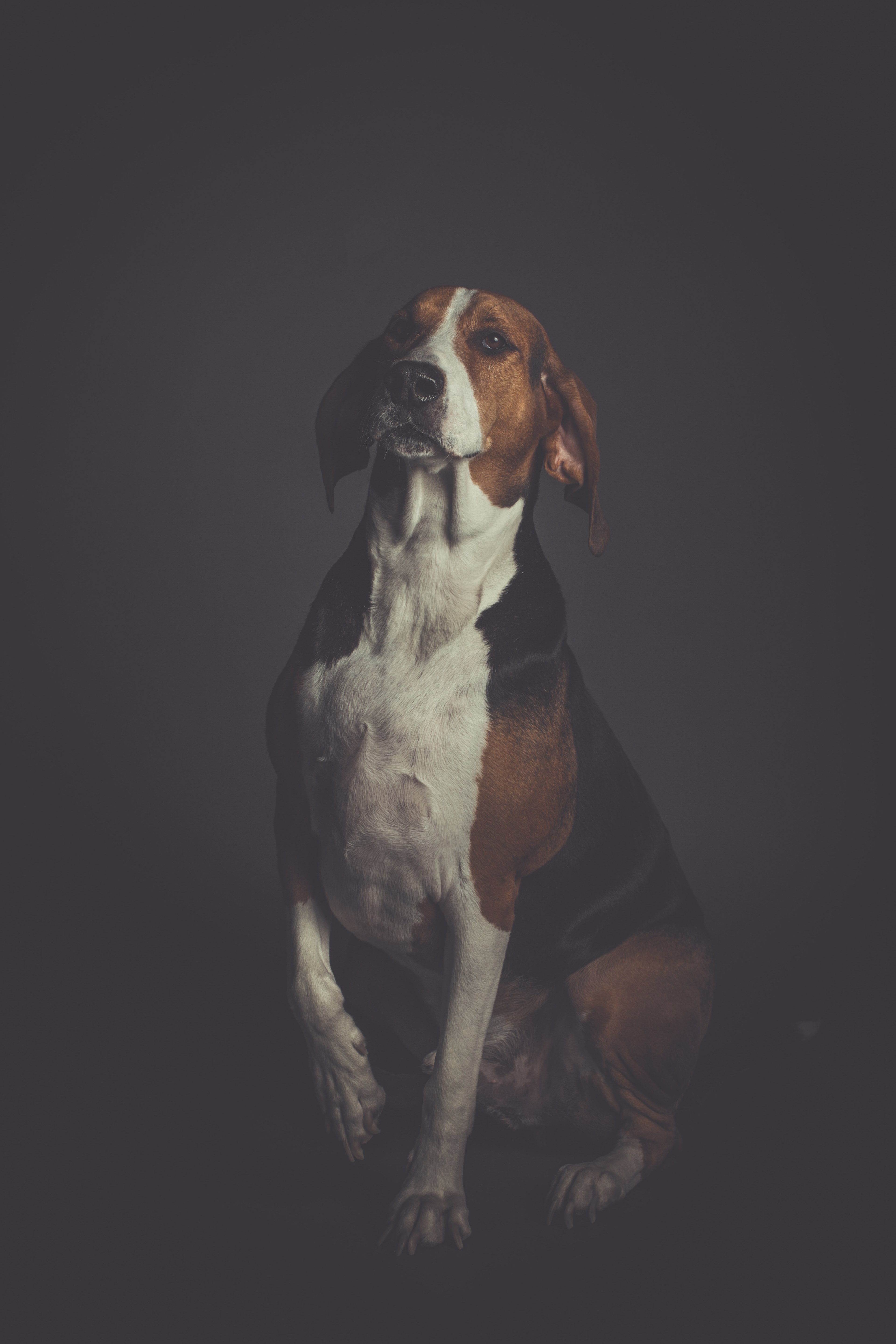 dog pet portrait and canine hd, 4k, Phone HD Wallpaper