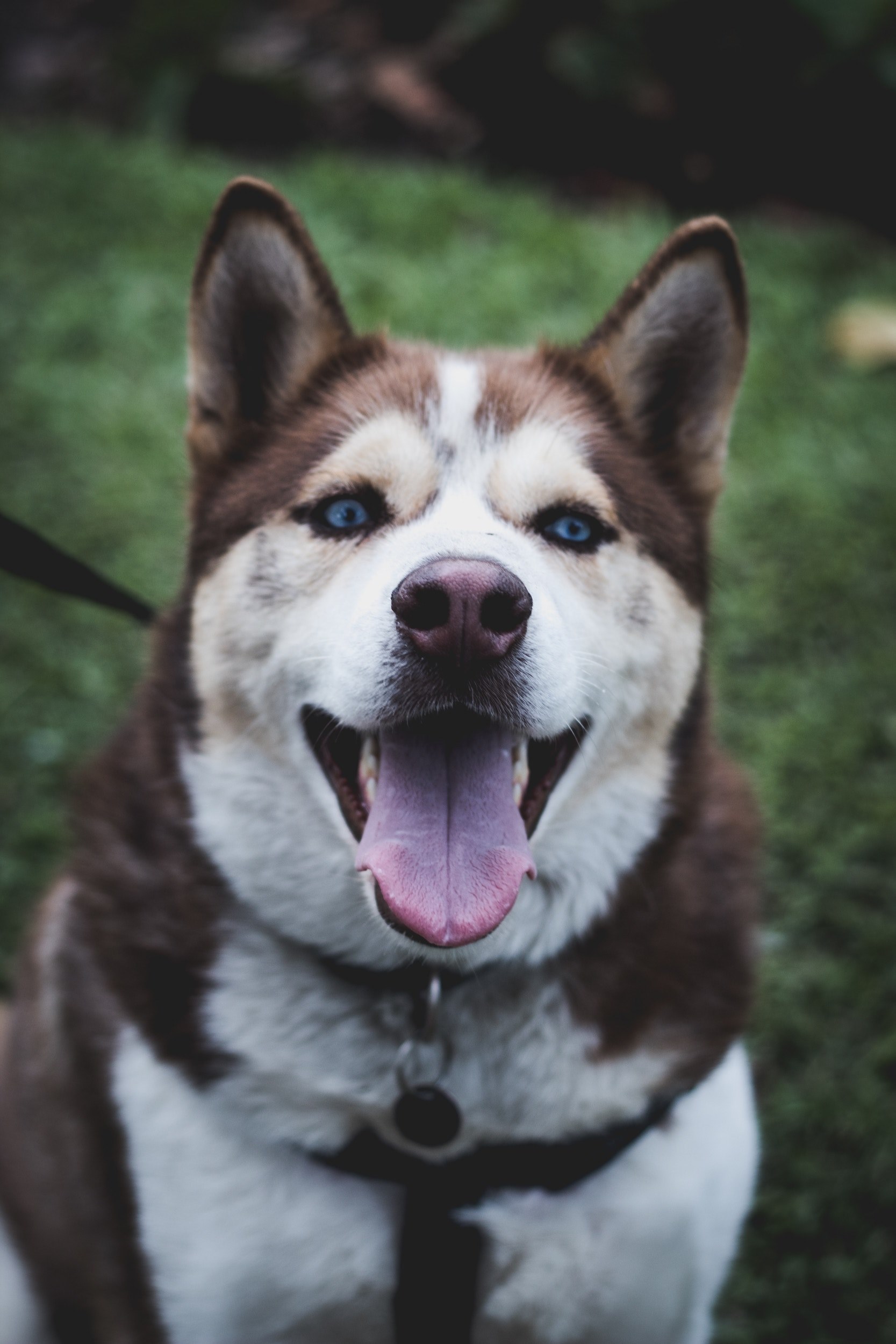 dog pet canine and husky hd, 4k, Phone HD Wallpaper