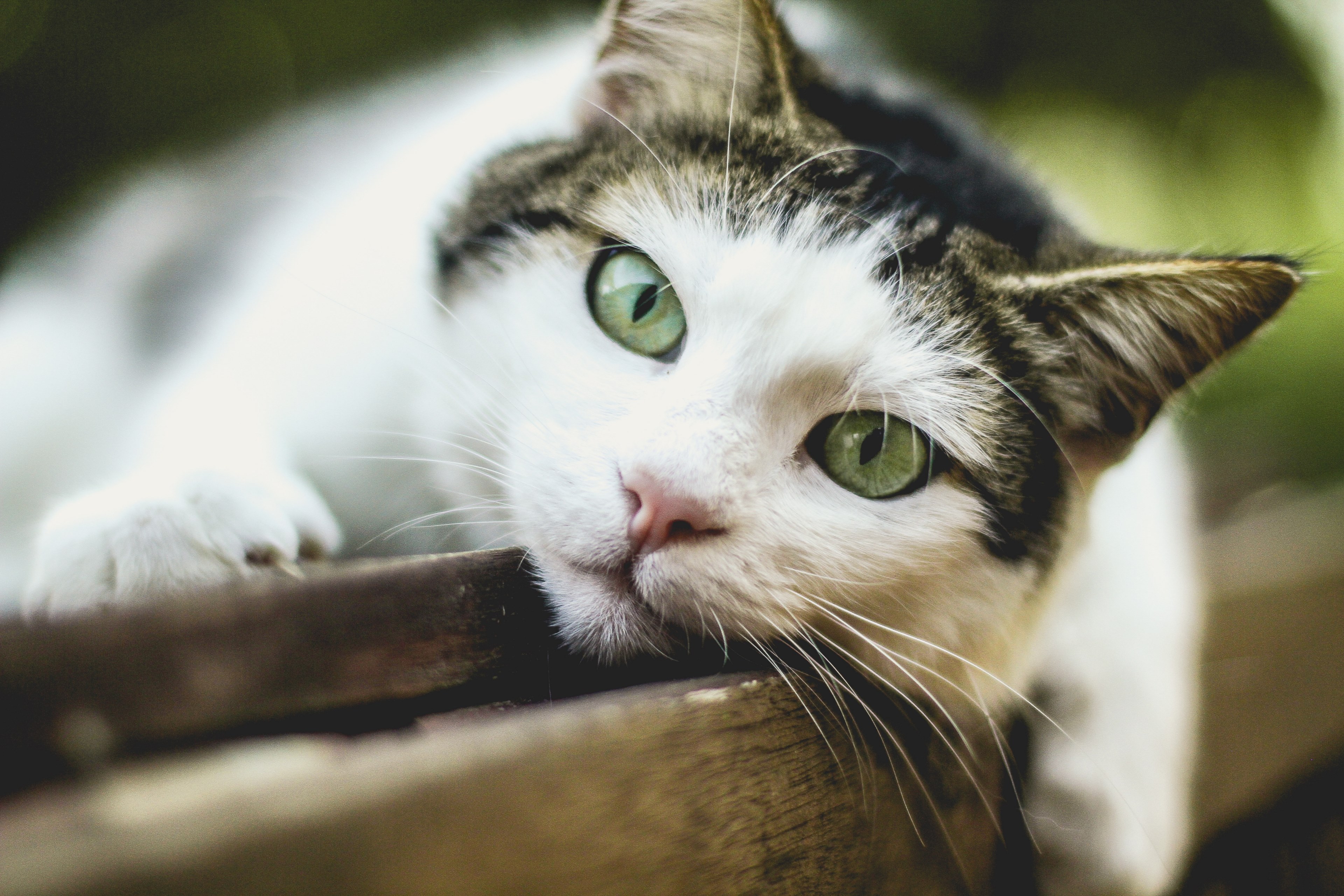 lazy cat in the backyard 4k, HD Wallpaper