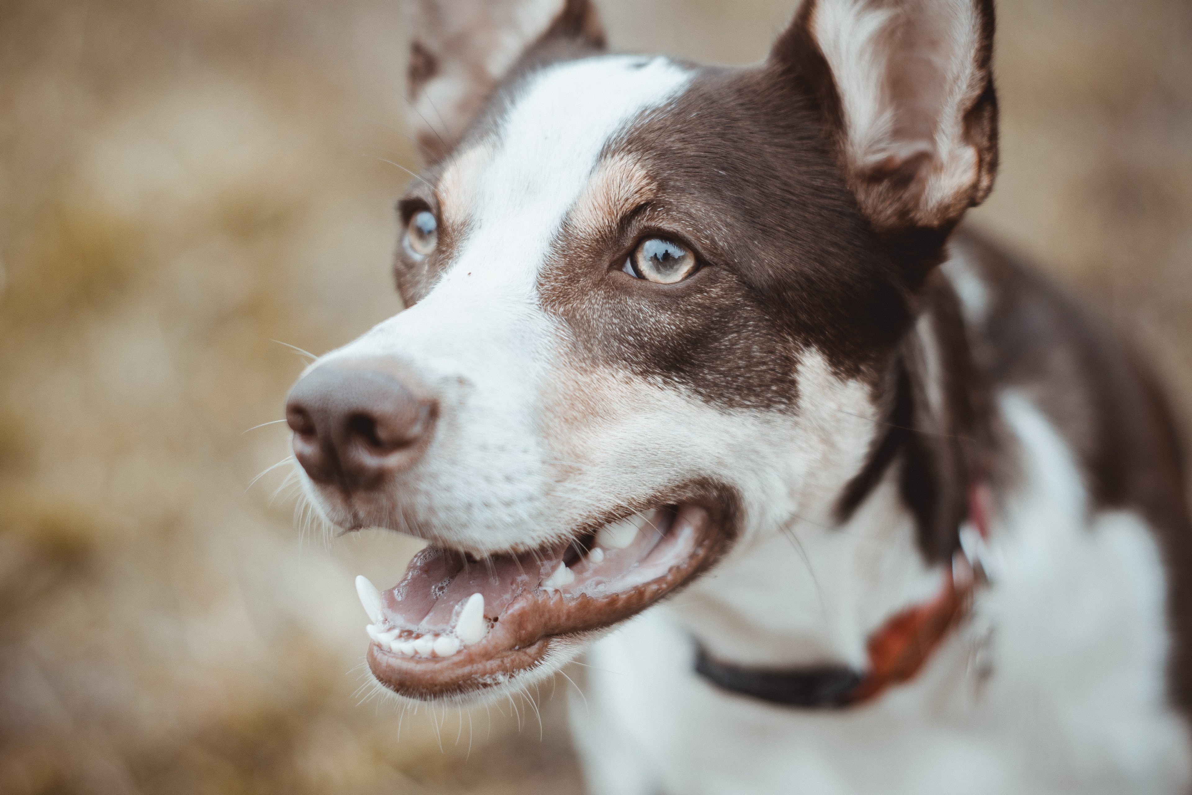 dog pet canine and eye 4k, HD Wallpaper