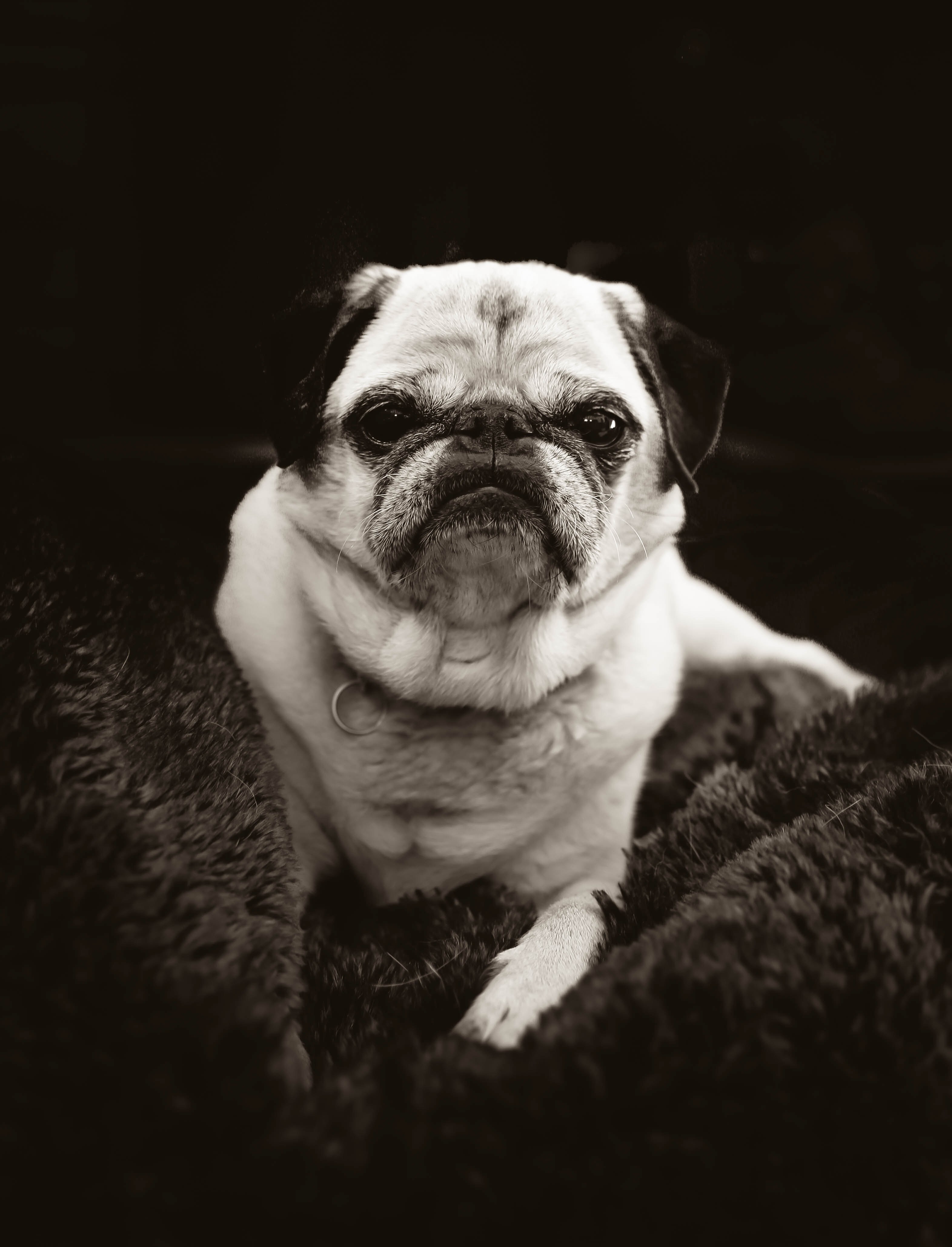 pug in his natural environment on a blanket 4k, Phone HD Wallpaper