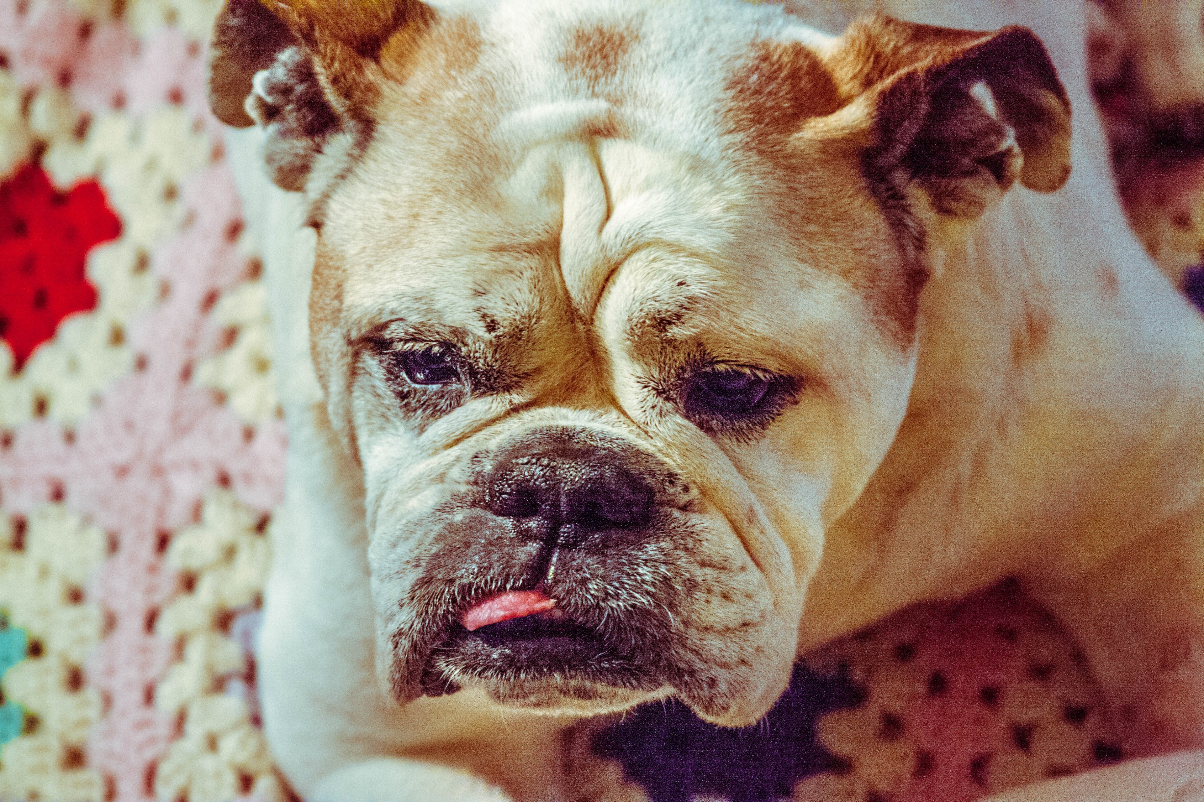 a dog with his tongue sticking out, _lulu 4k, HD Wallpaper
