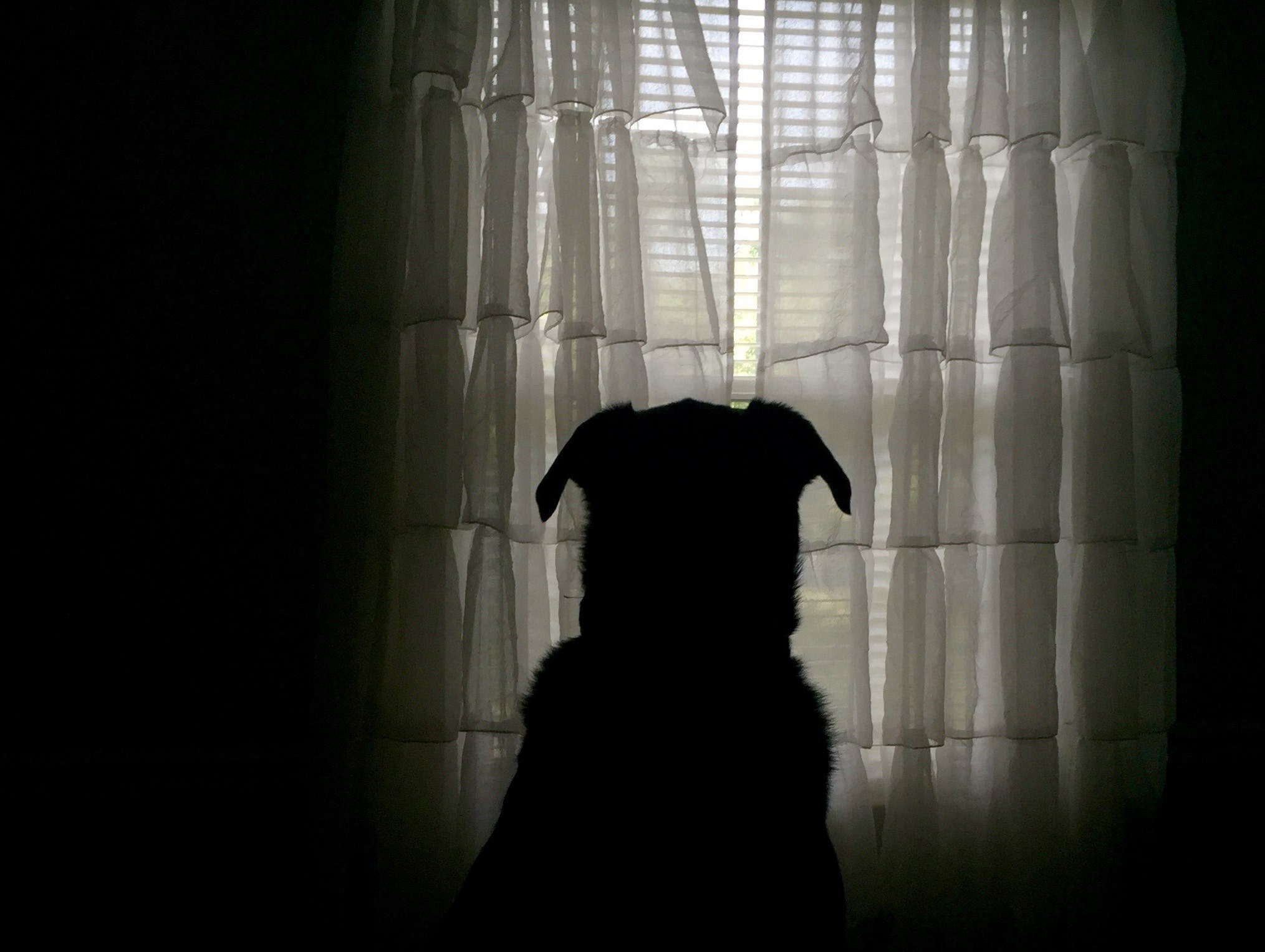 guard watching guarding and window 4k, HD Wallpaper