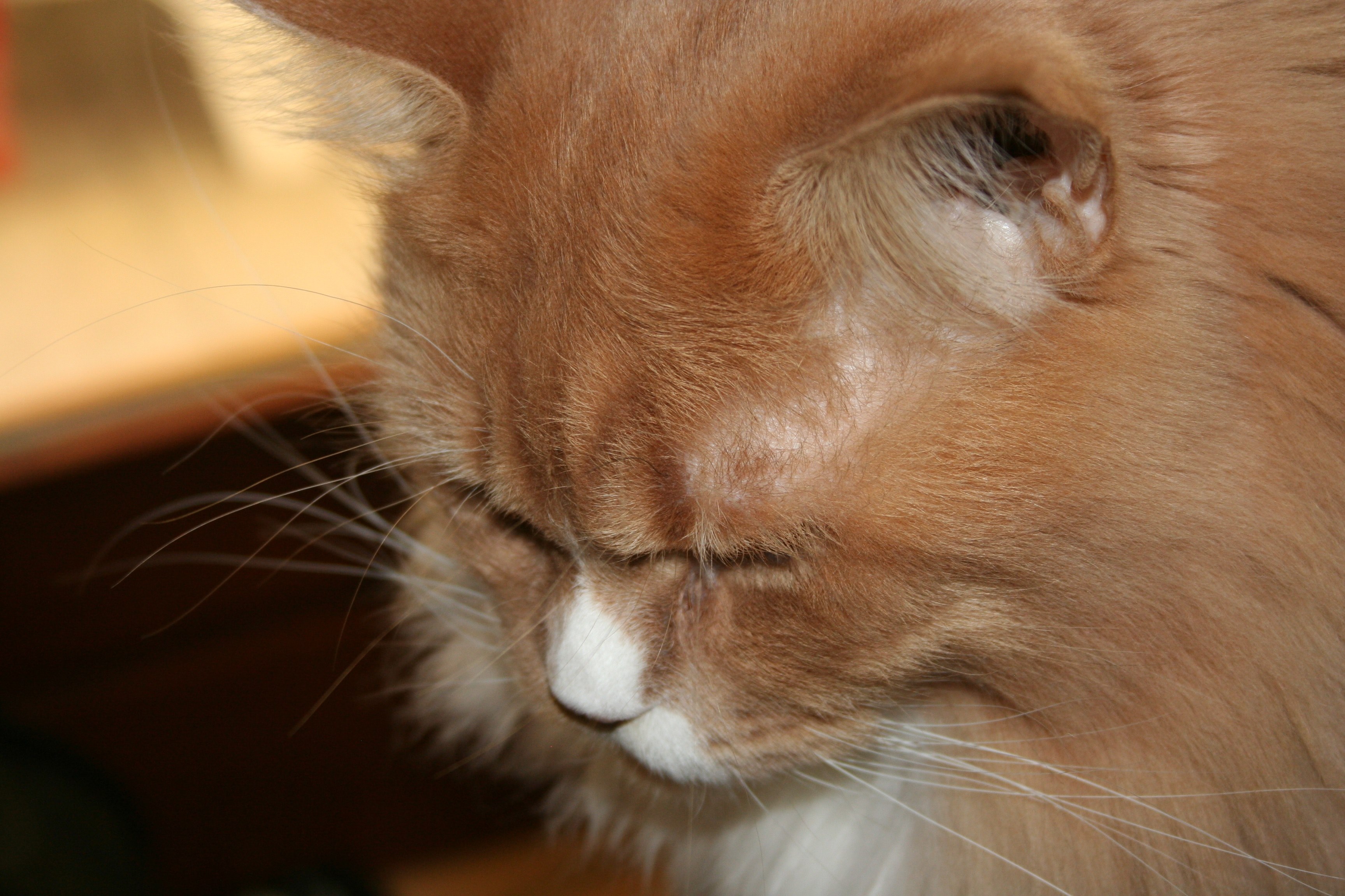 eye pet animal and cat 4k, HD Wallpaper