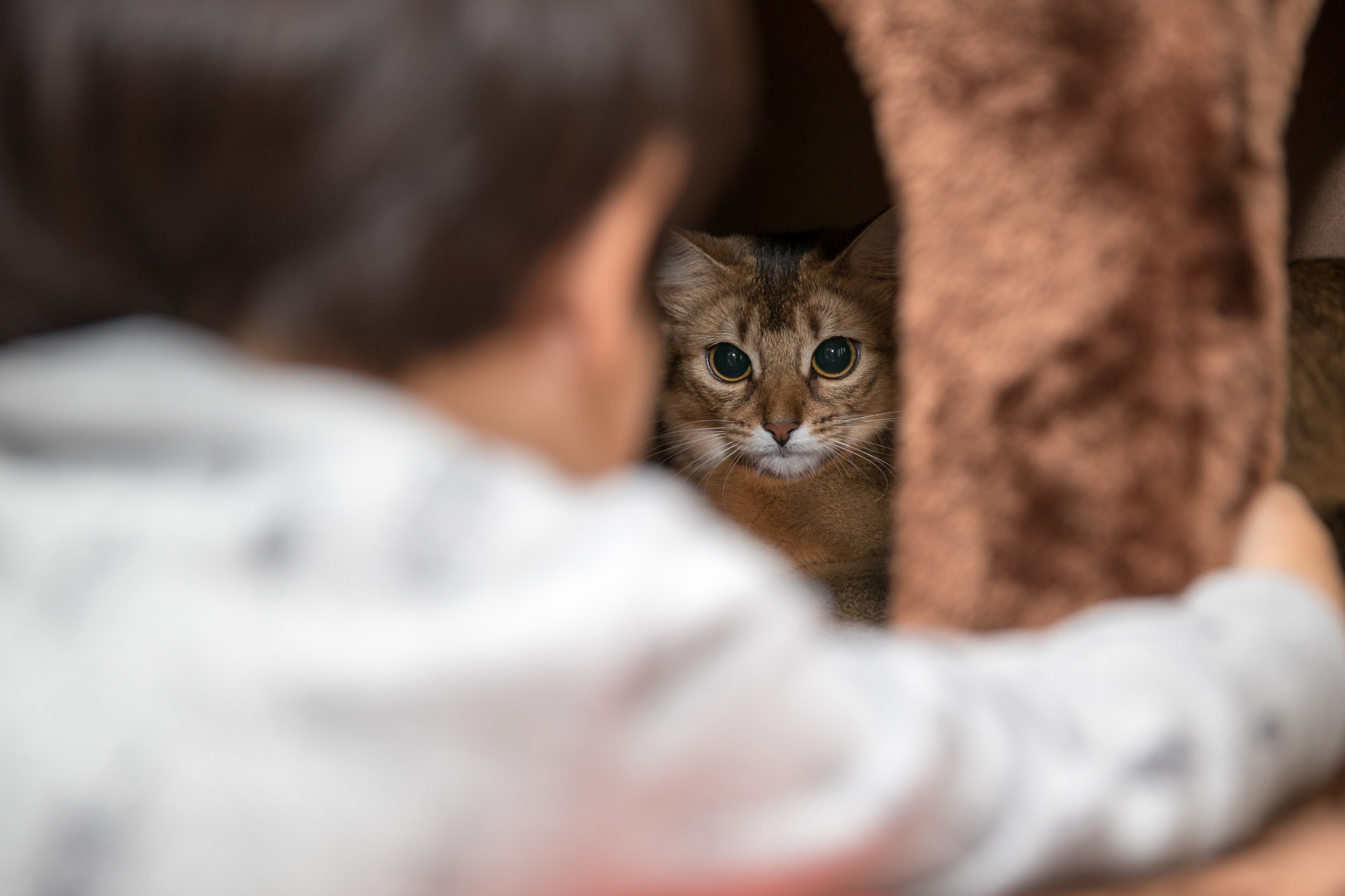 claw eye whisker and mammal 4k, HD Wallpaper