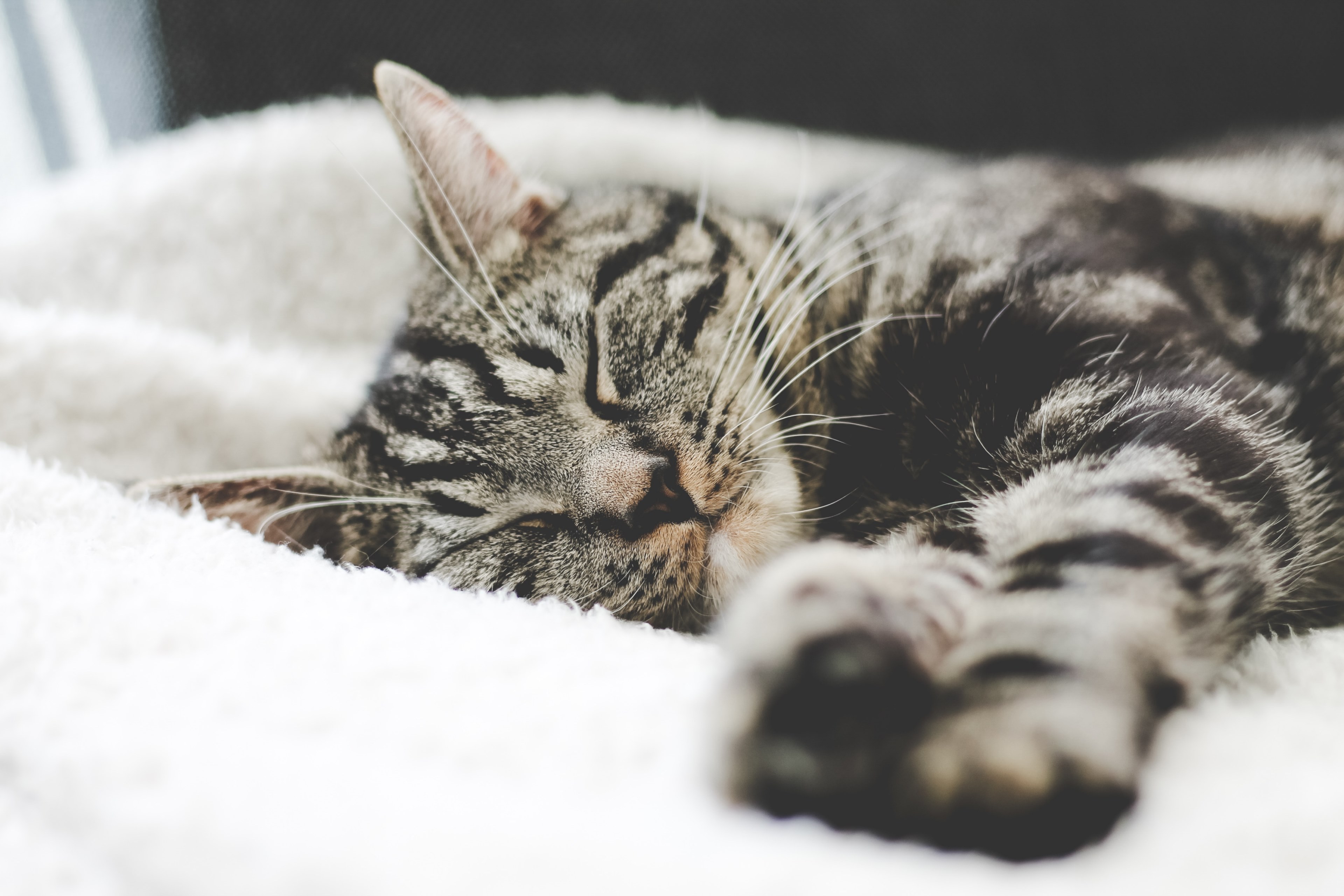 close up of a tabby cat sleeping on a white blanket, cat dozing off on a blanket 4k, HD Wallpaper