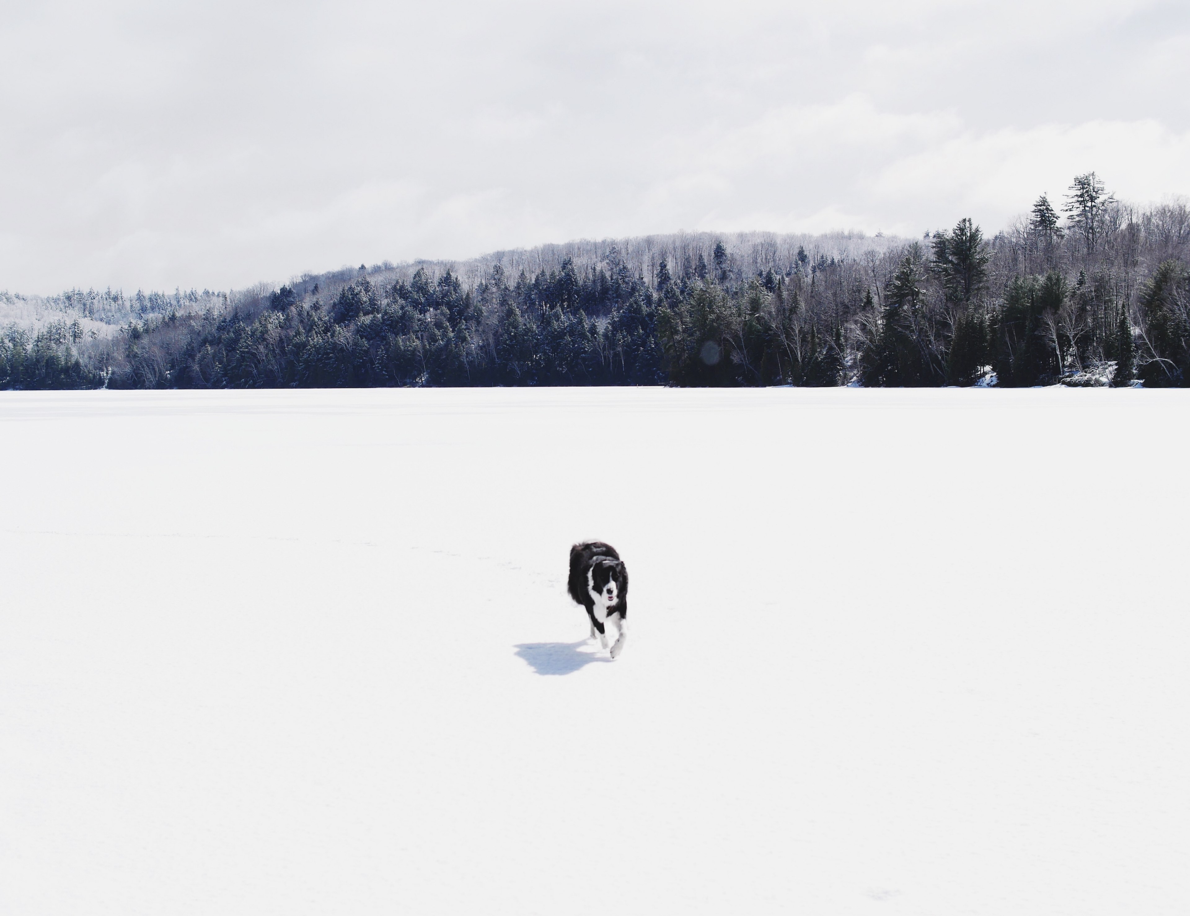 a black and white dog running across a snowy plain in bancroft, dog on a snowy plain 4k, HD Wallpaper