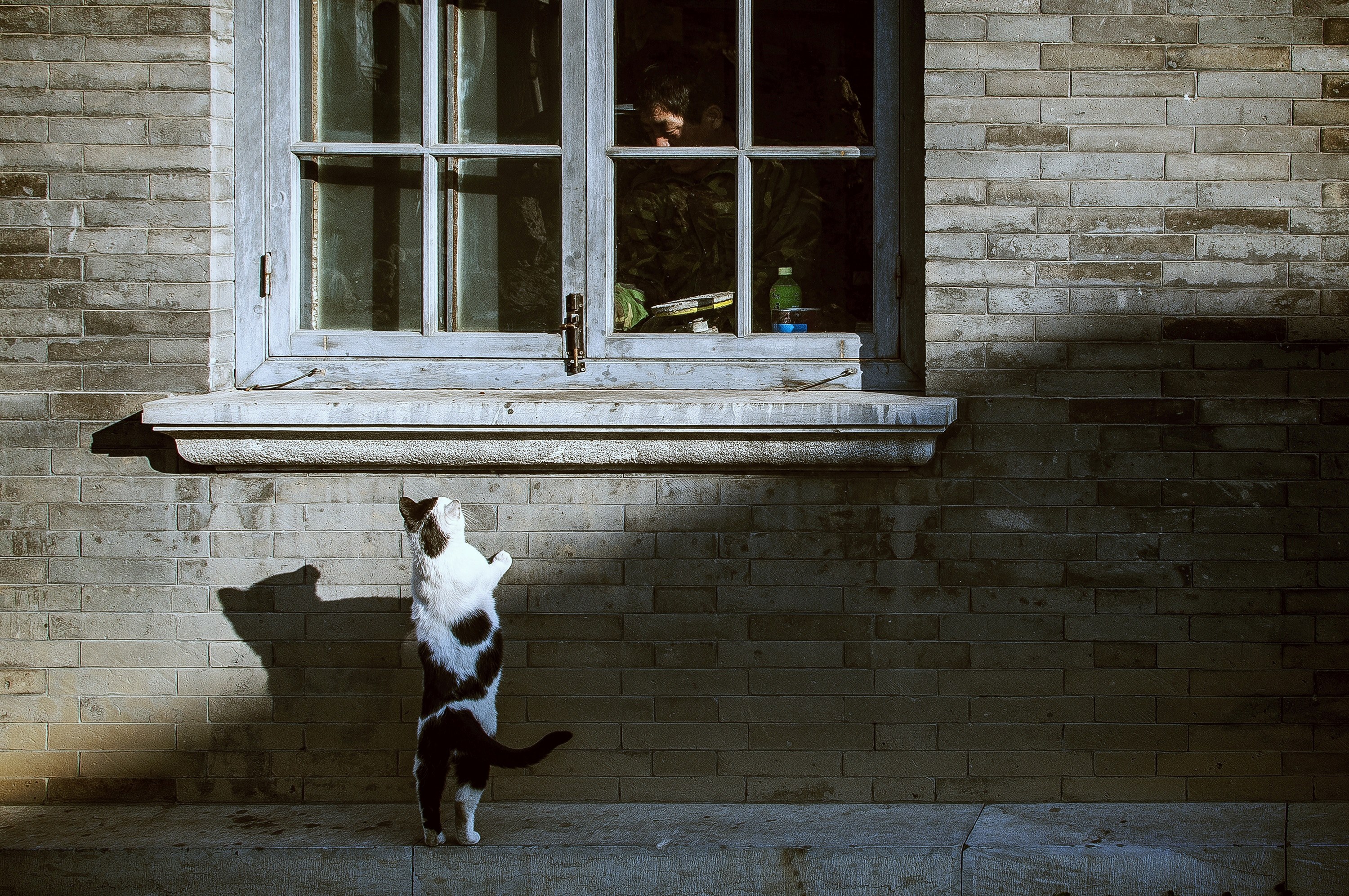 black and white domestic cat standing against wall near window with man inside, hungry stray cat 4k, HD Wallpaper