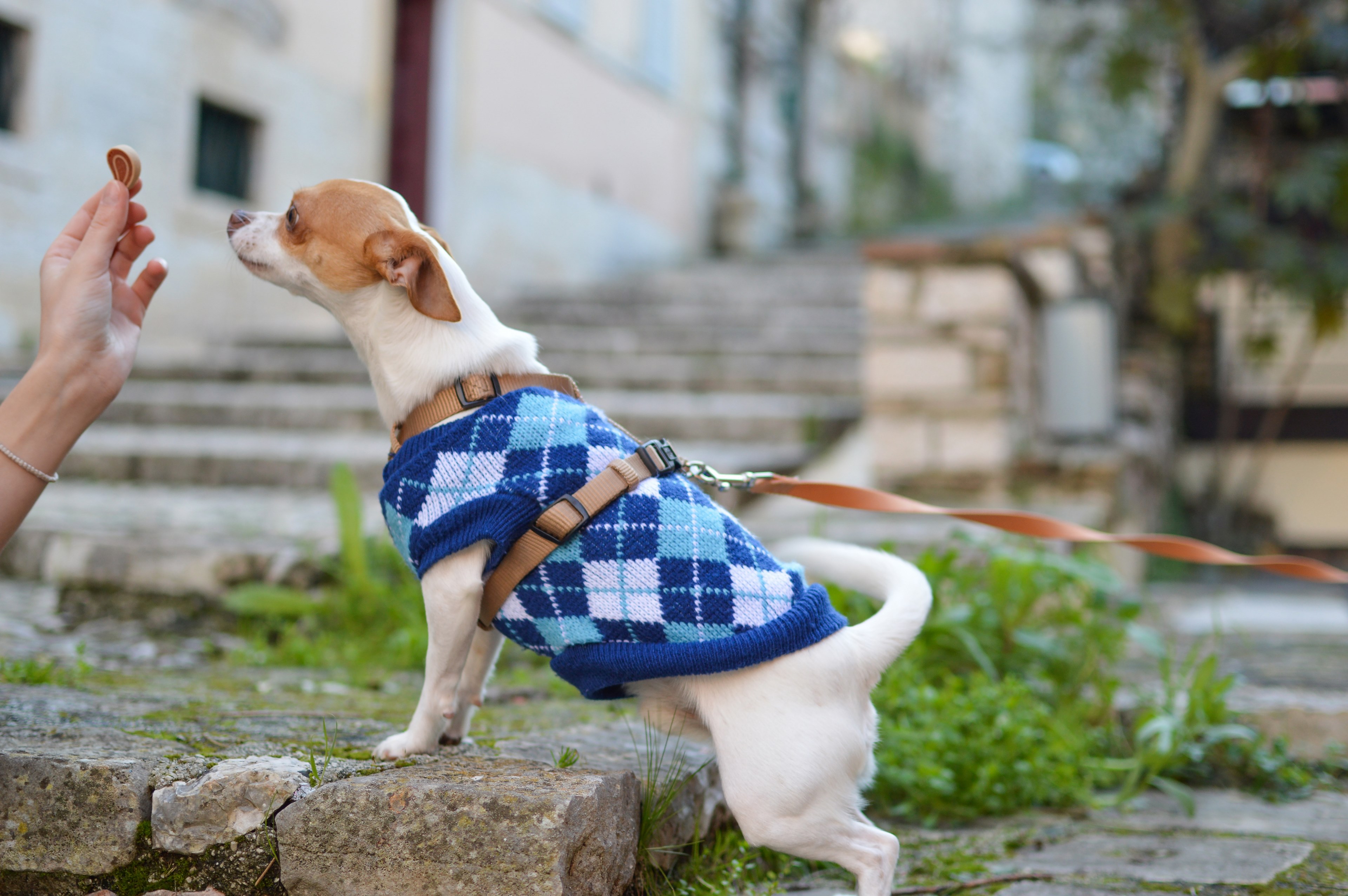 a person feeding a treat to a small dog on a leash, treat for the good boy 4k, HD Wallpaper
