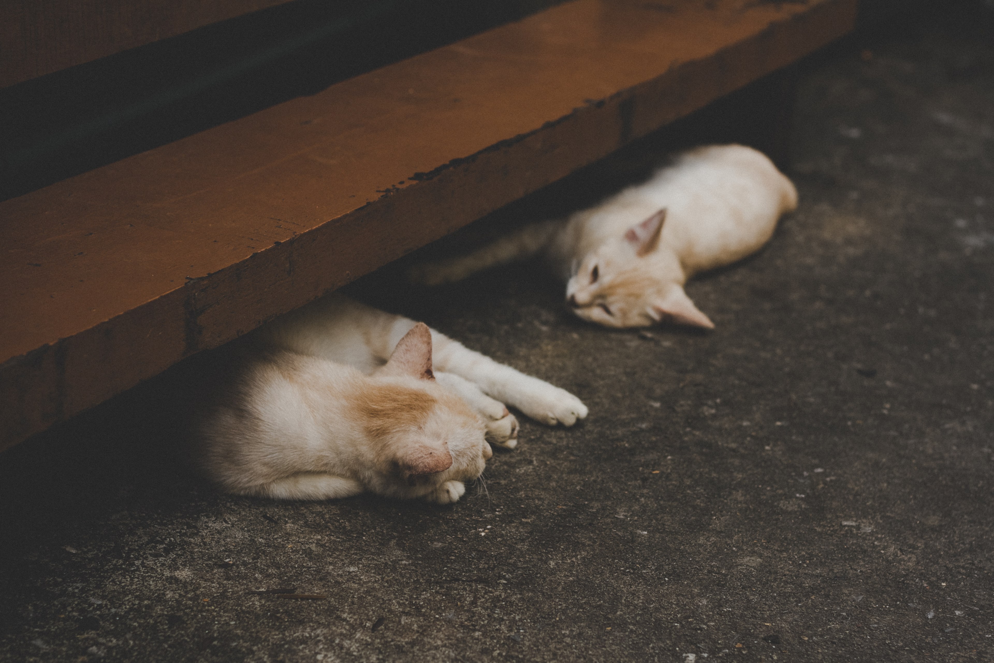 two white cats napping under wooden stairs, 2 sleepy 4k, HD Wallpaper