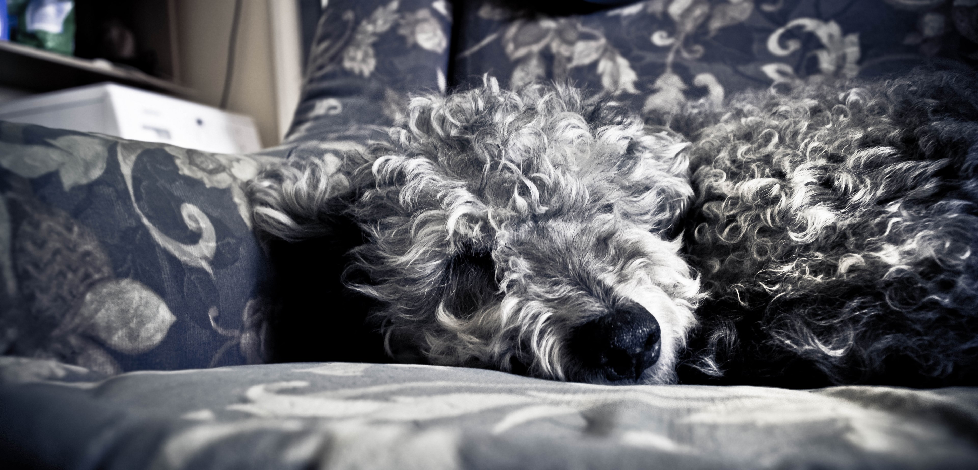 black arthropod canine and domestic animal 4k, HD Wallpaper