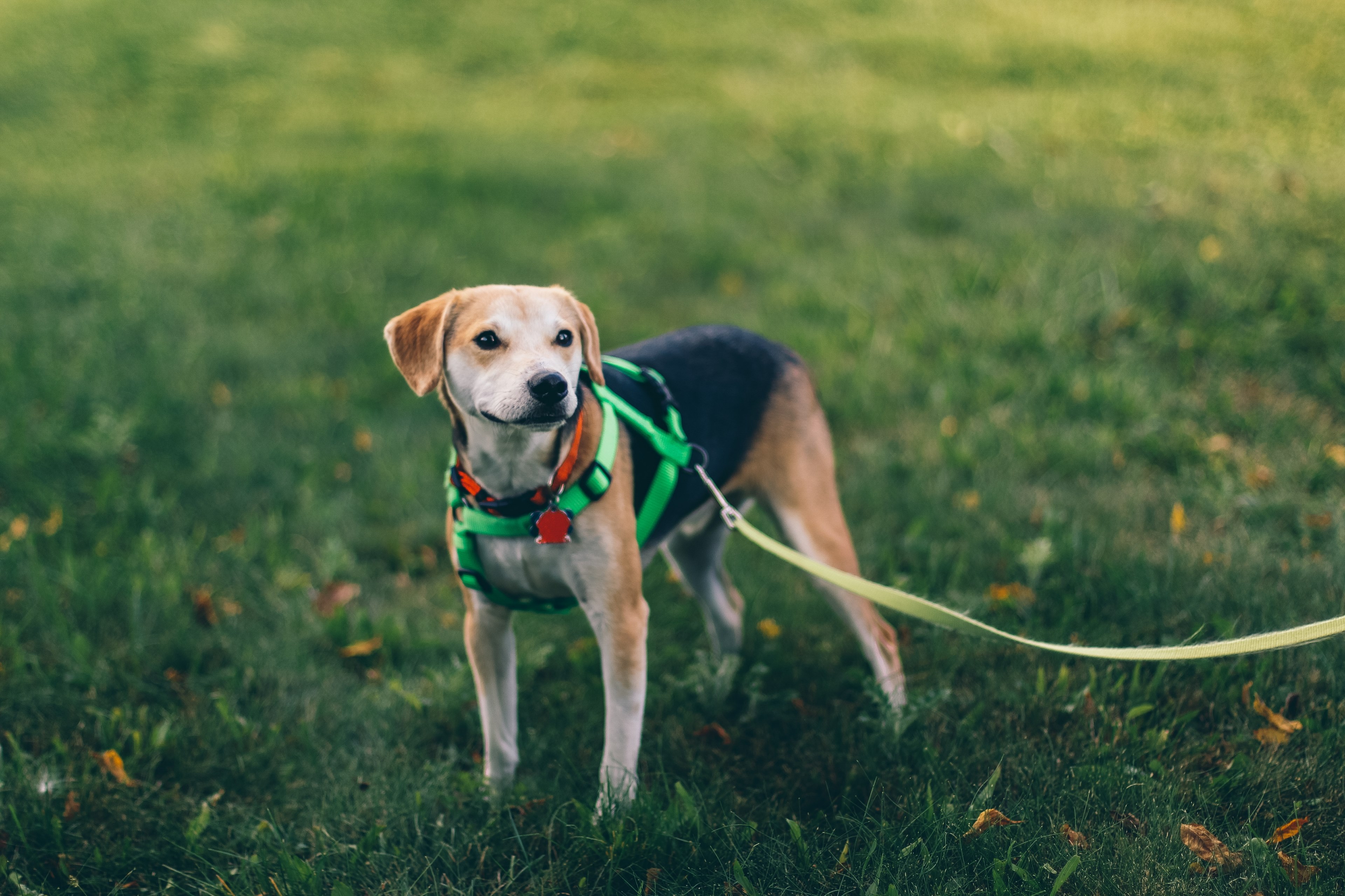 a black and brown dog on a lime green leash in saline, saline dog 4k, HD Wallpaper