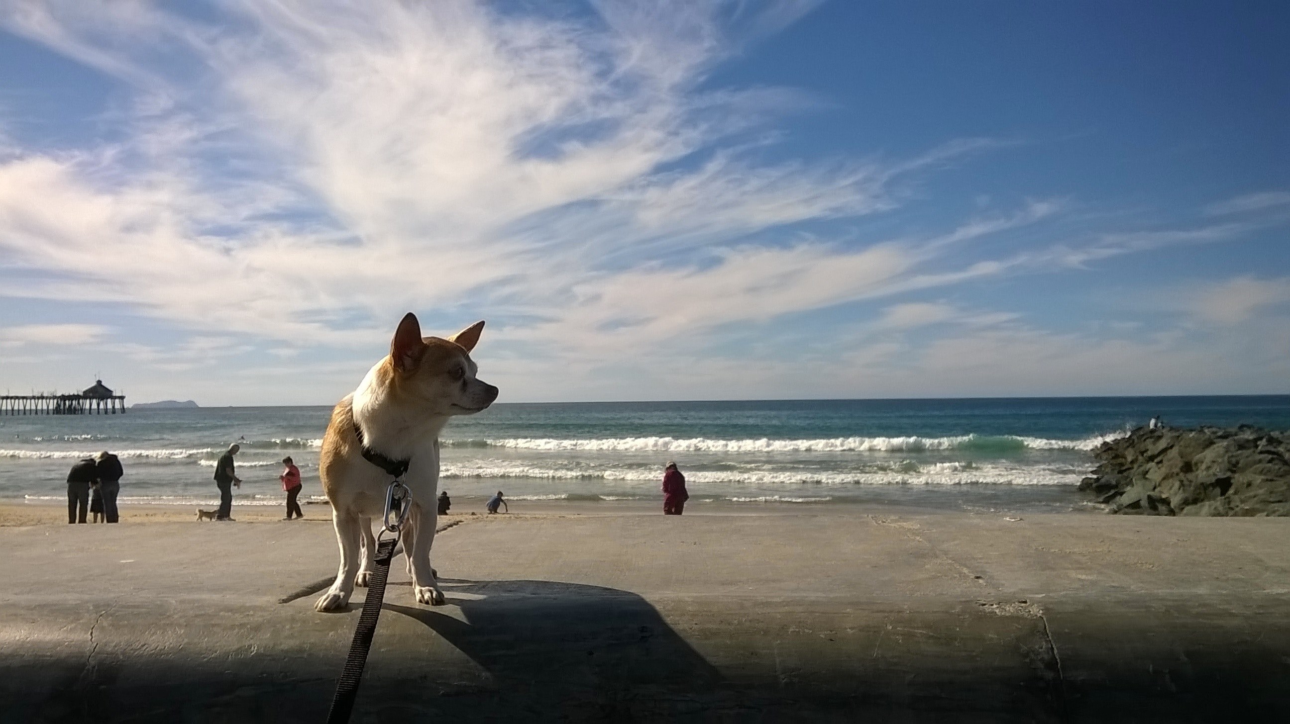 summer sled dog siberian husky and domestic animal 4k, HD Wallpaper