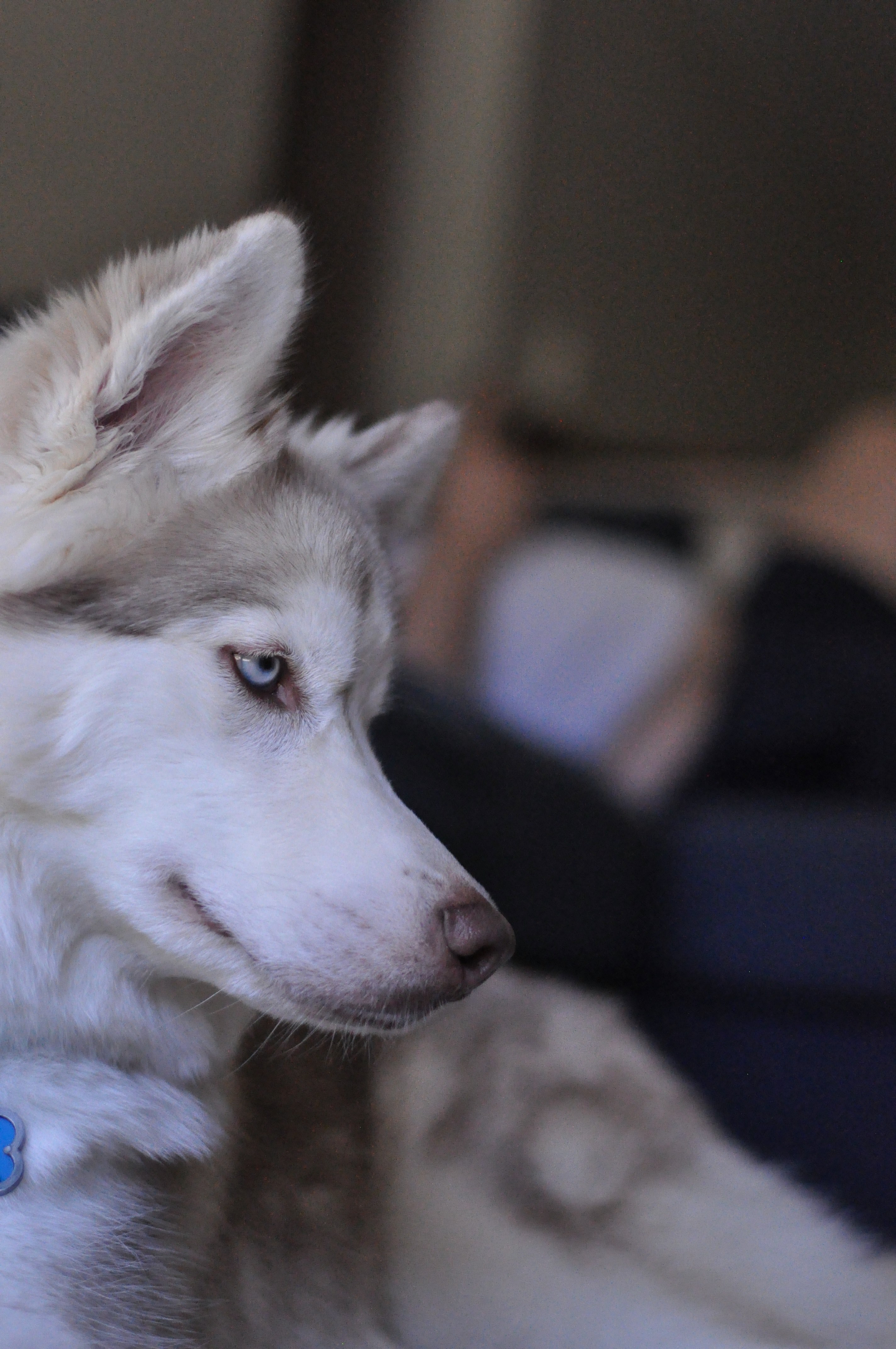 puppy husky and dog hd, 4k, Phone HD Wallpaper